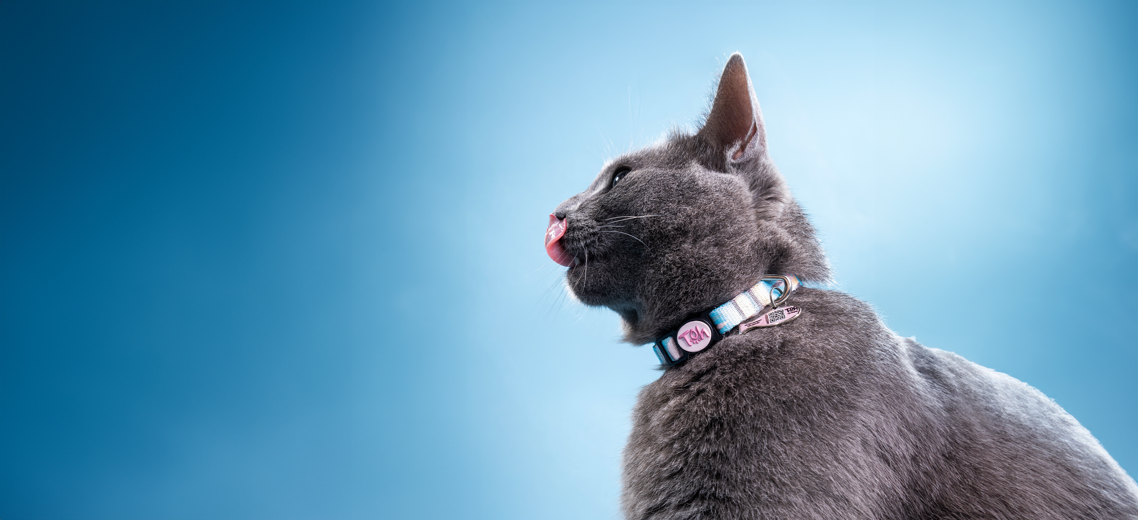Cat Collars