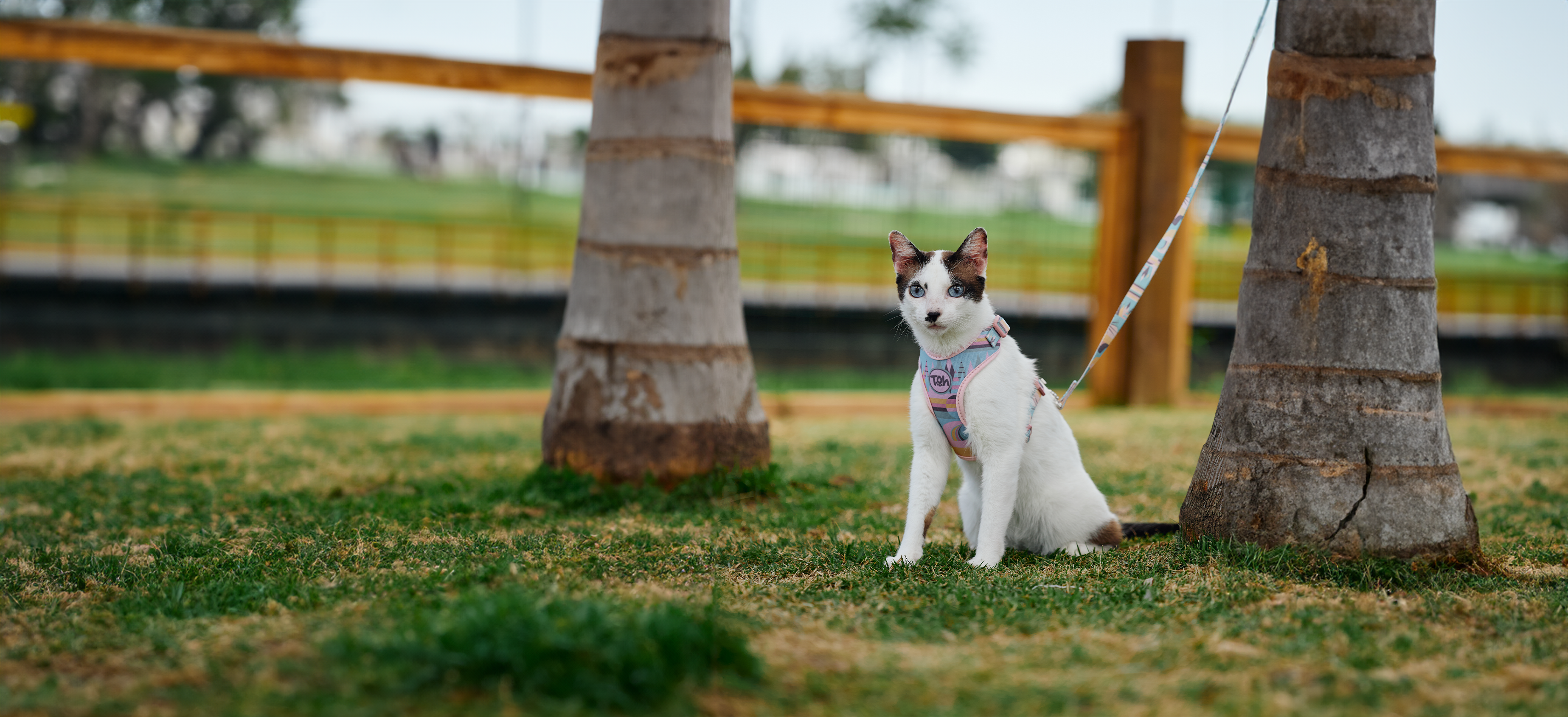 Comfort Cat H-Harness + Leash