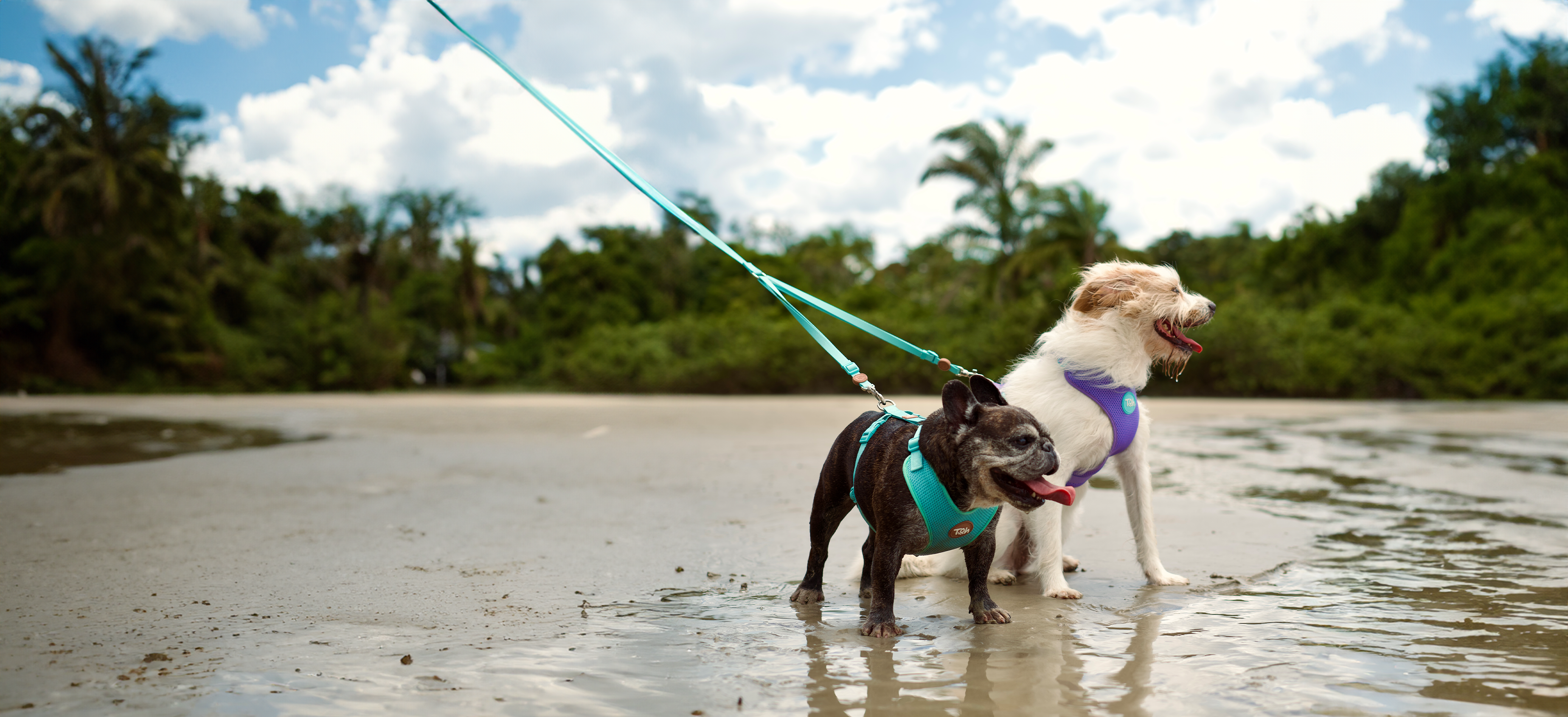 Double Leash