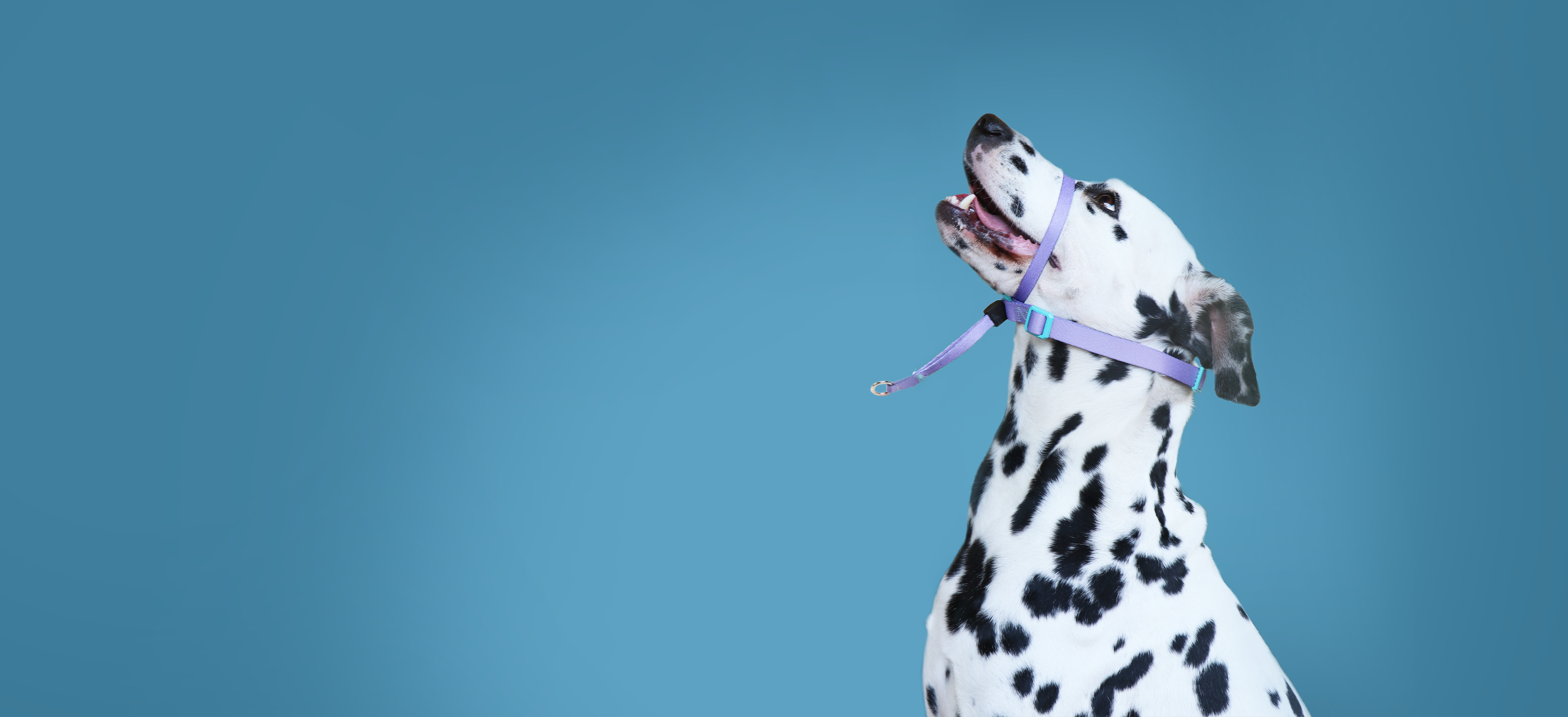 Dog Collars