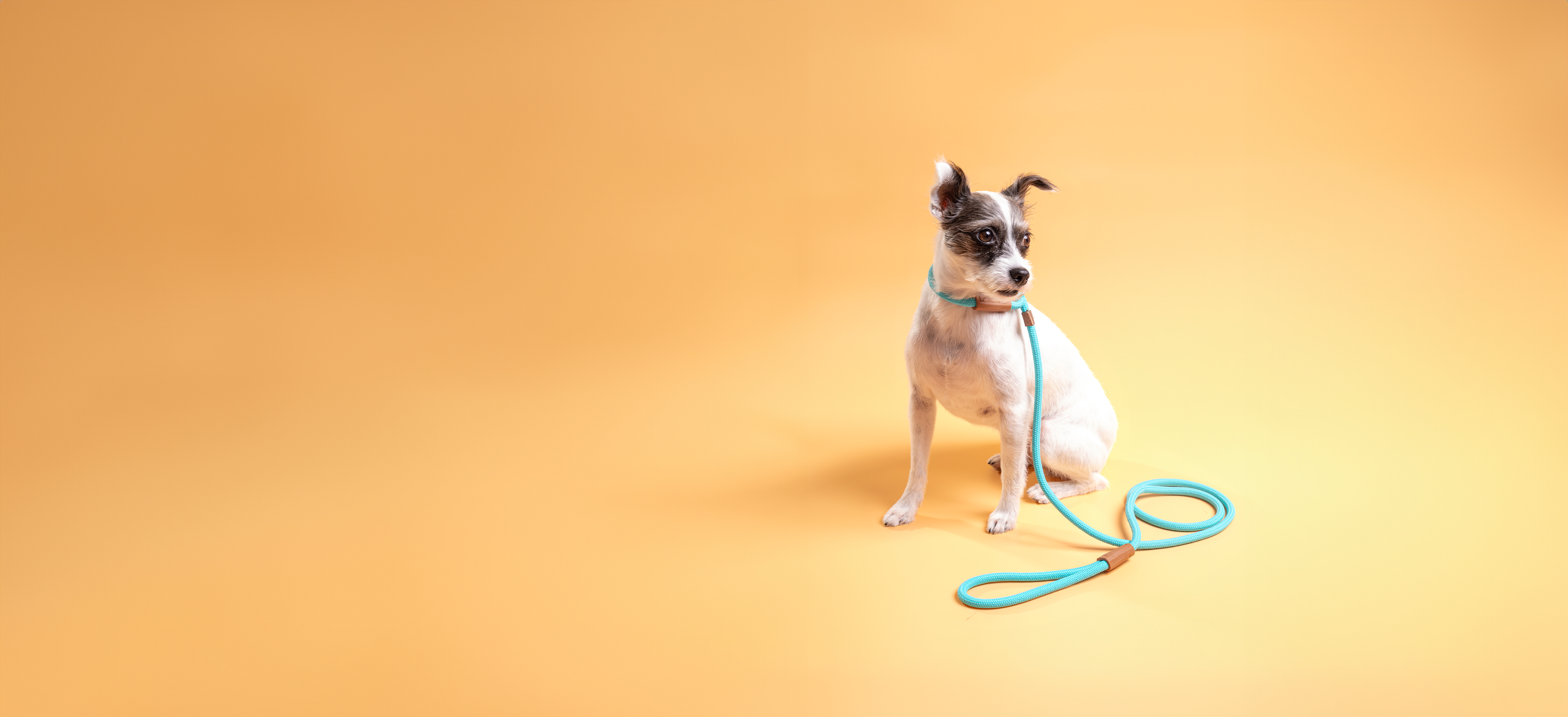 Rope Slip Dog Lead