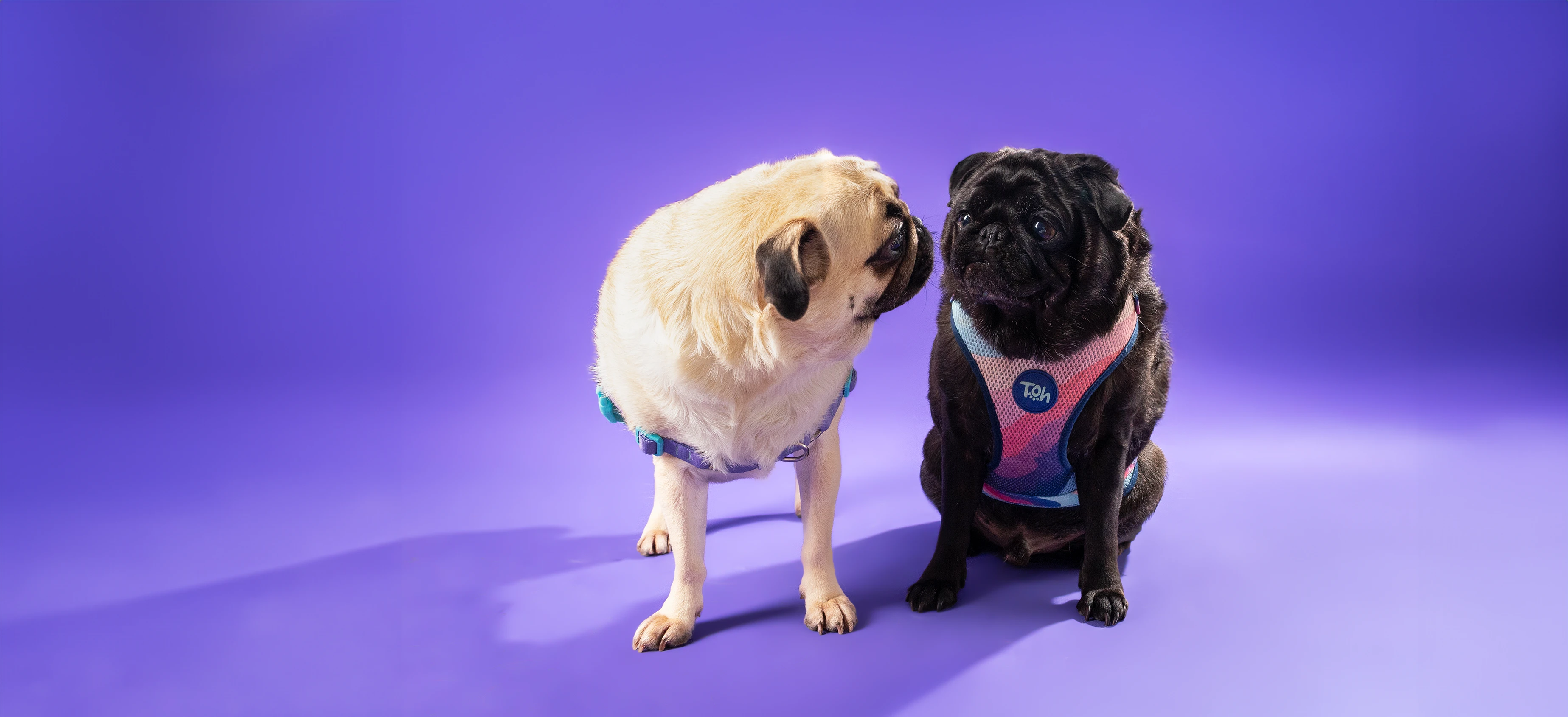 Dog Harnesses