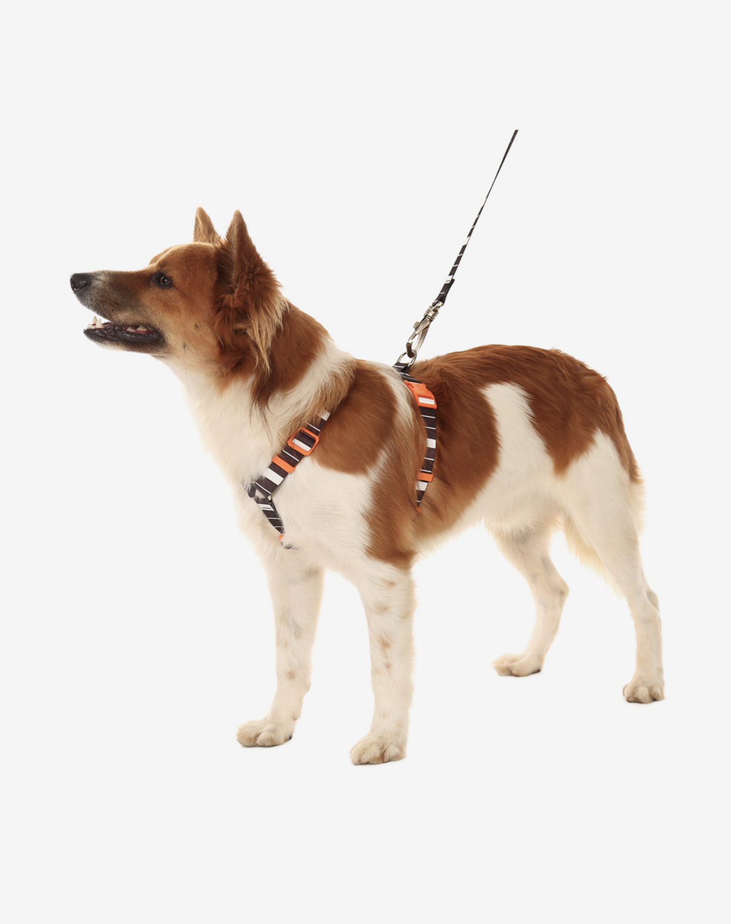O conjunto H-Harness + Leash Eclipse