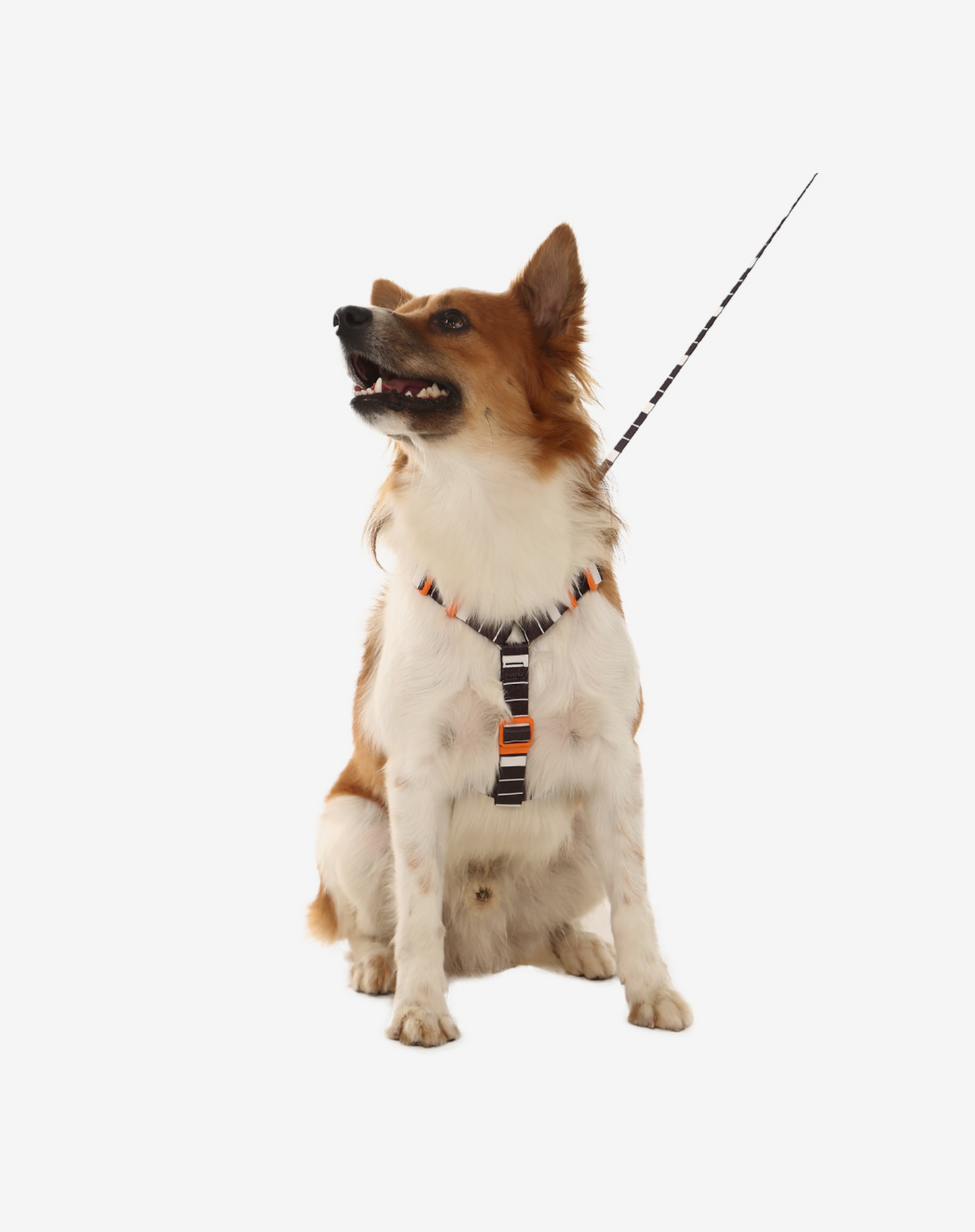 O conjunto H-Harness + Leash Eclipse