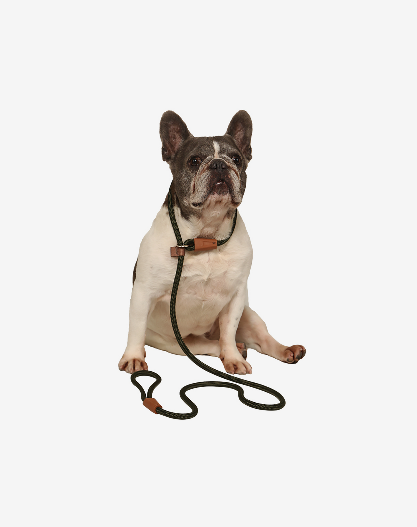 Corda Deslizante Coleira para Cachorro Moss