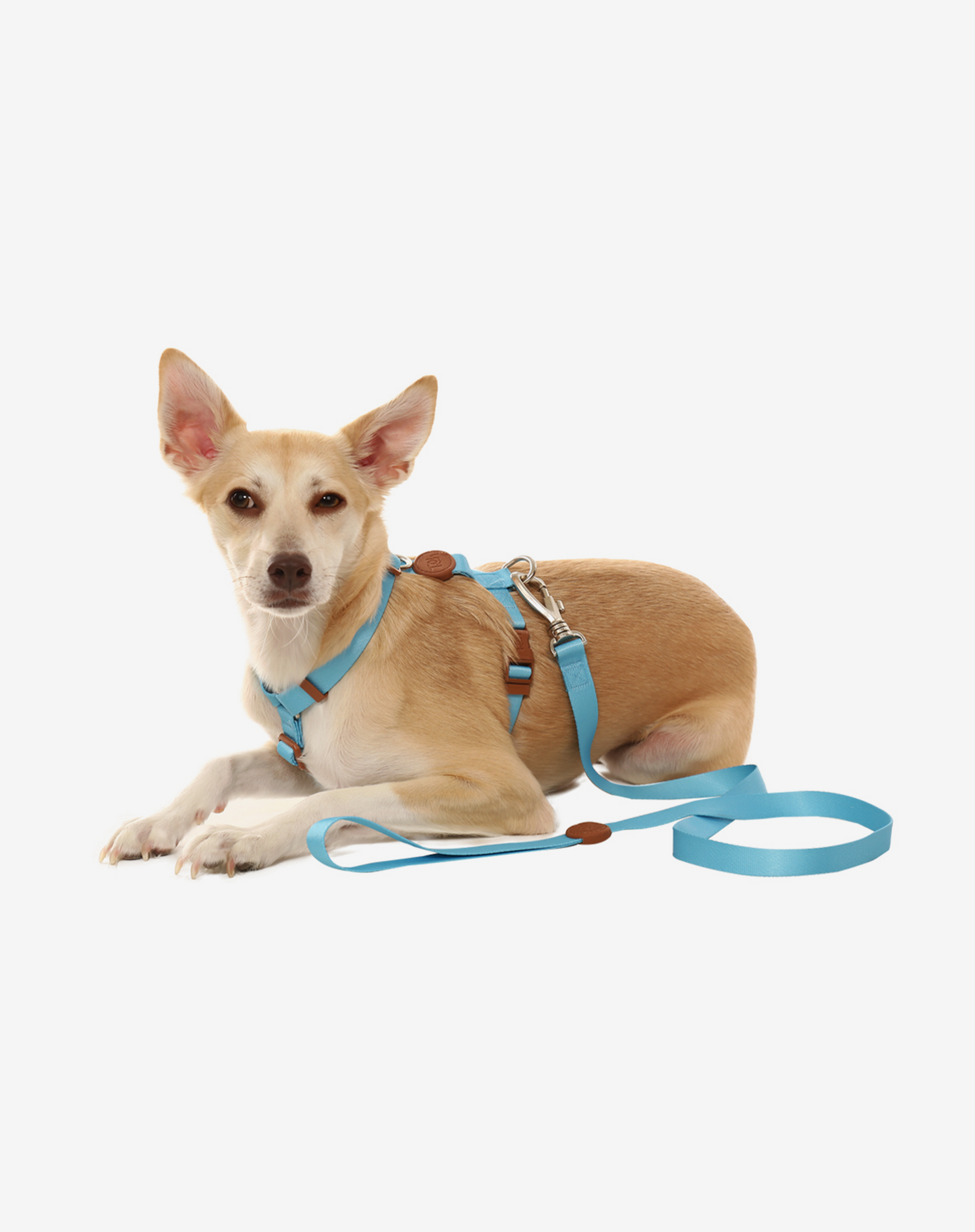 Coleira para Cachorro S Azul