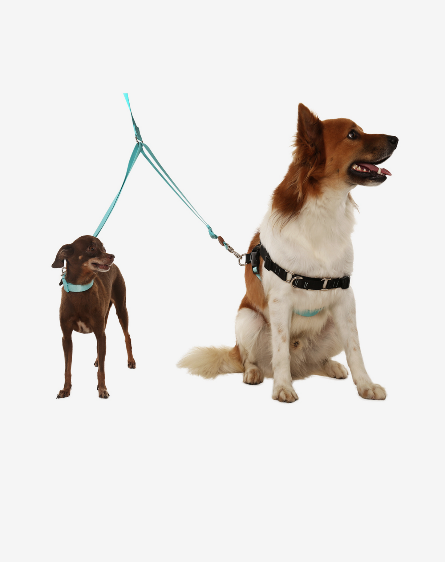 Double Leash Maresia