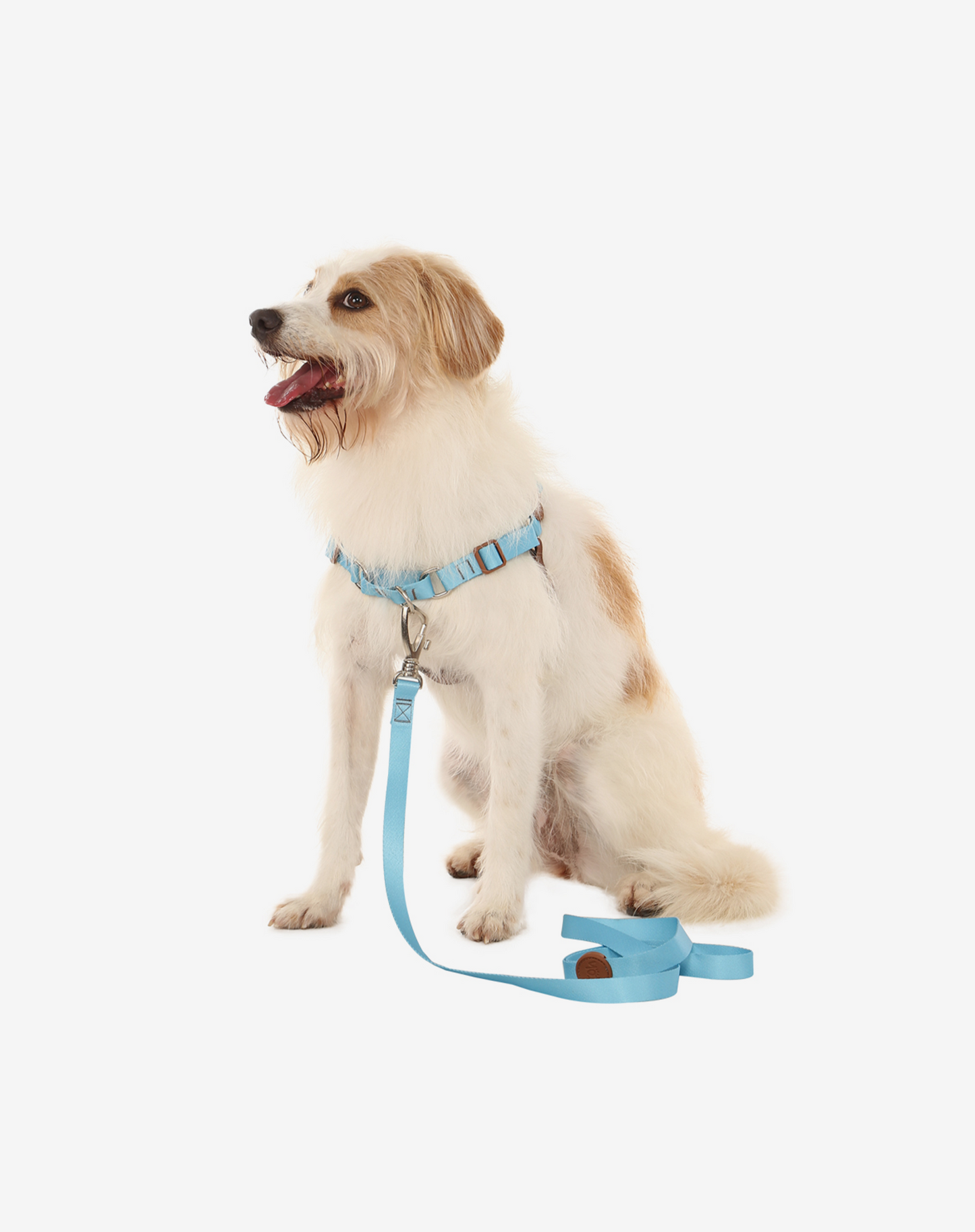 Coleira para Cachorro S Azul