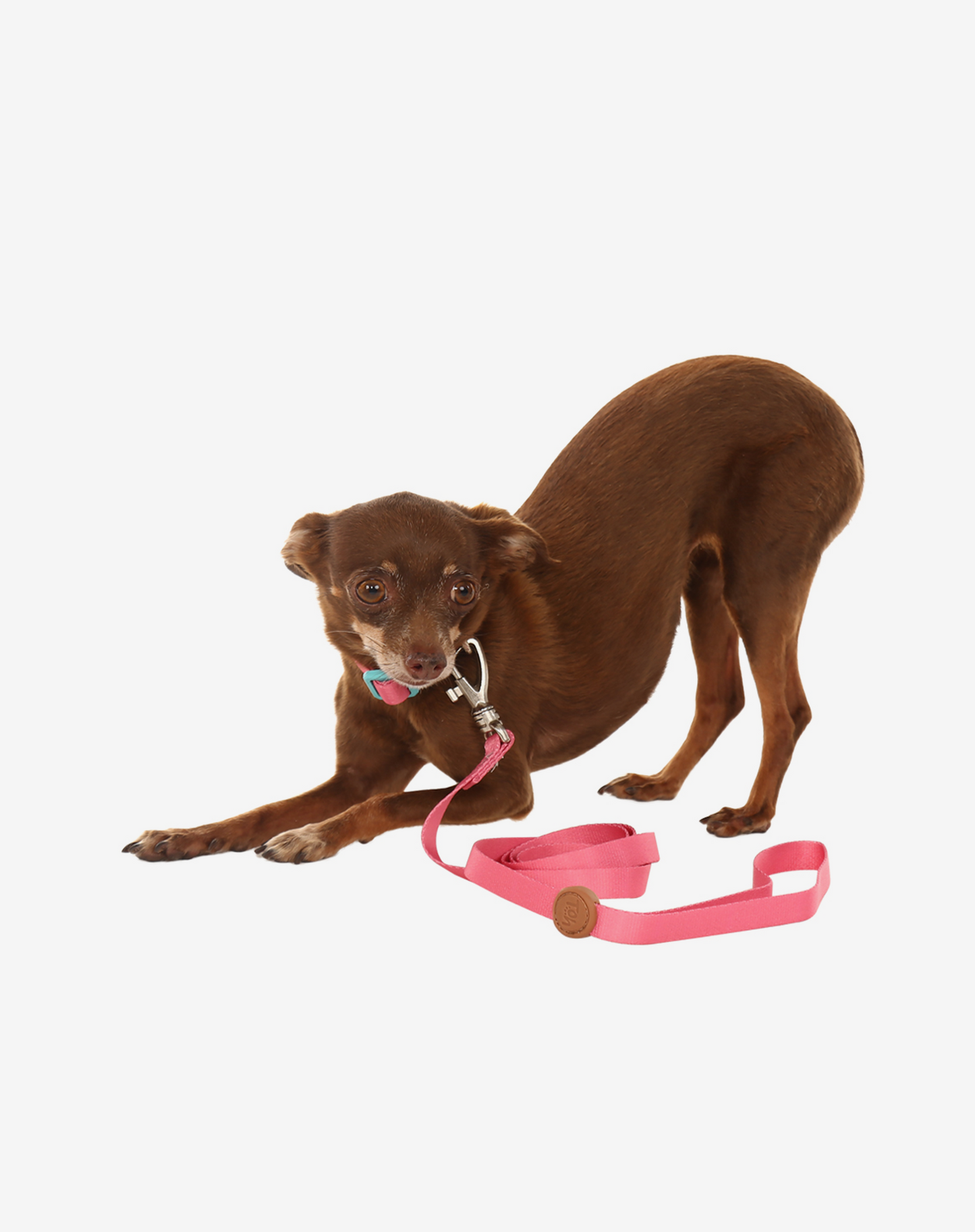 Coleira de cachorro S Fiji