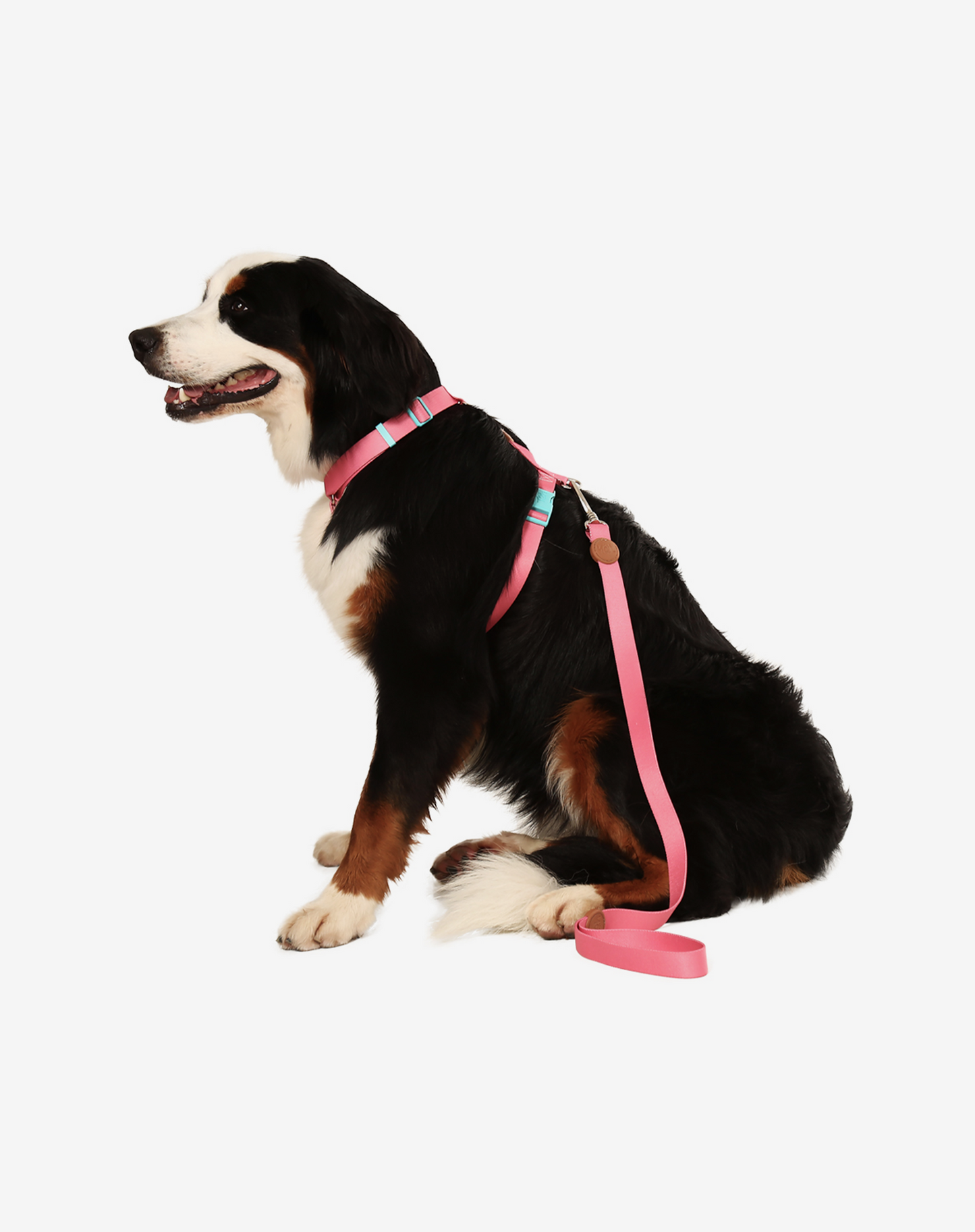 Coleira de cachorro S Fiji