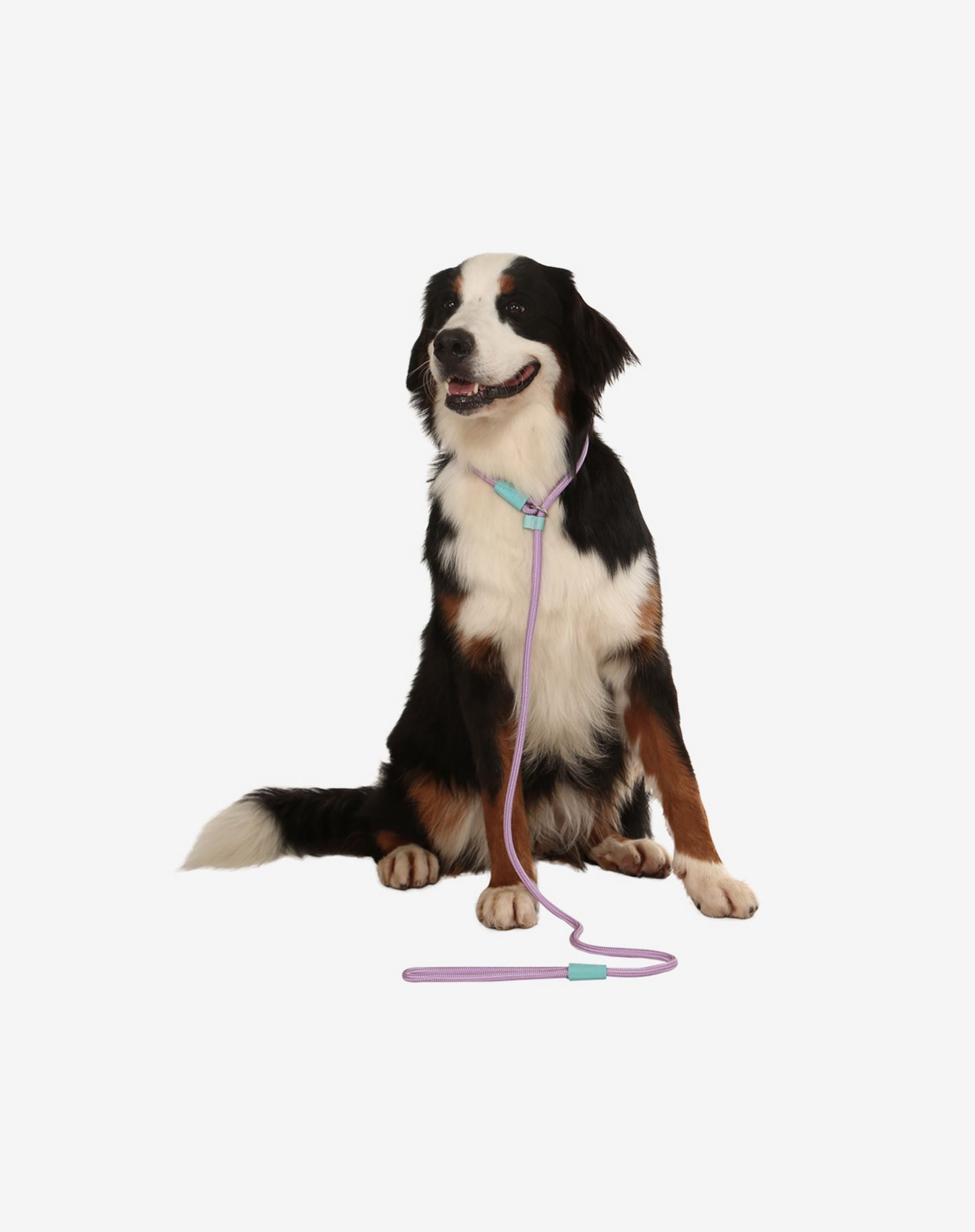 Corda Deslizante Coleira para Cachorro Lilás