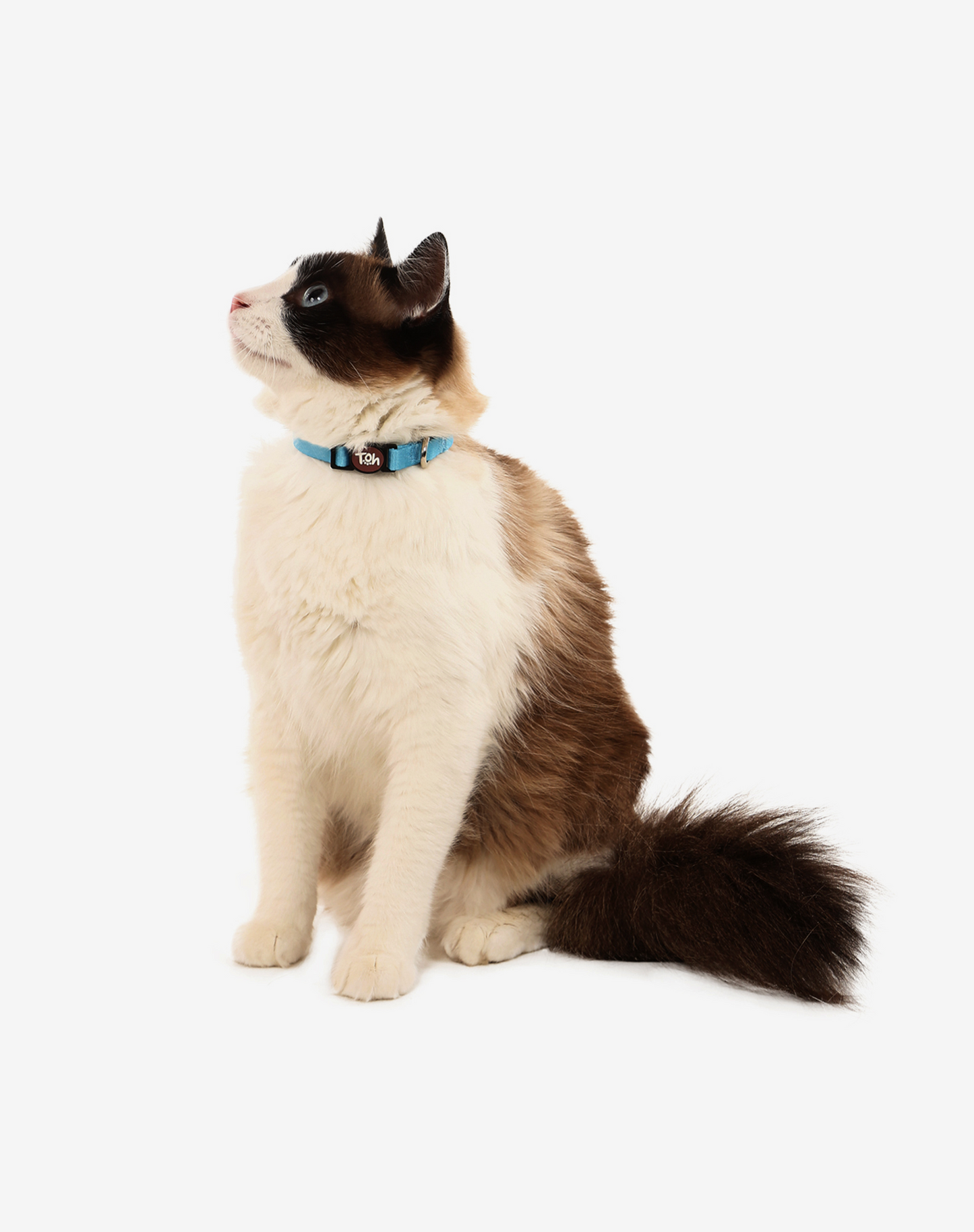 Coleira de gato azul
