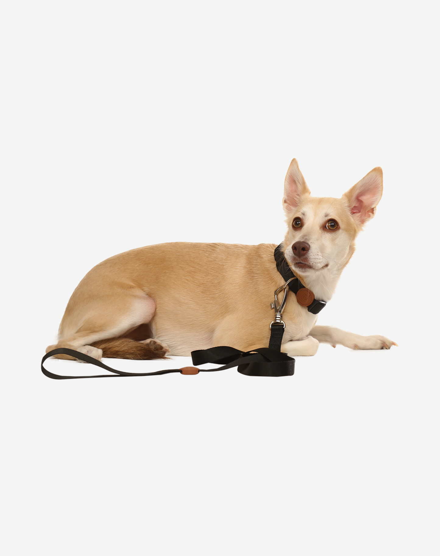 Coleira para Cachorro S Preta