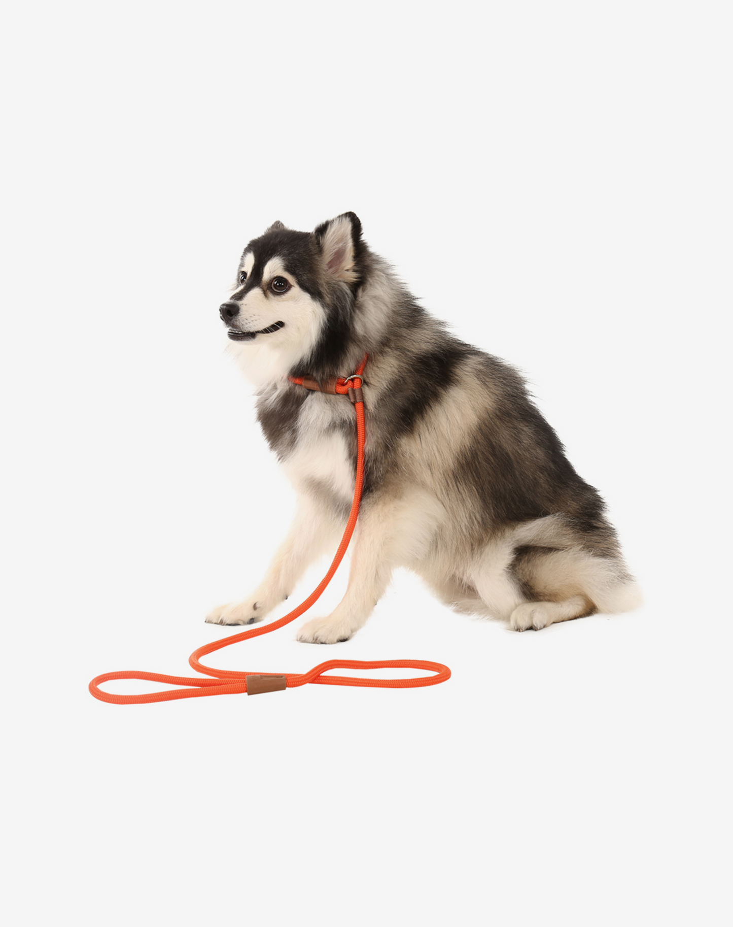 Corda Deslizante Coleira para Cachorro Laranja