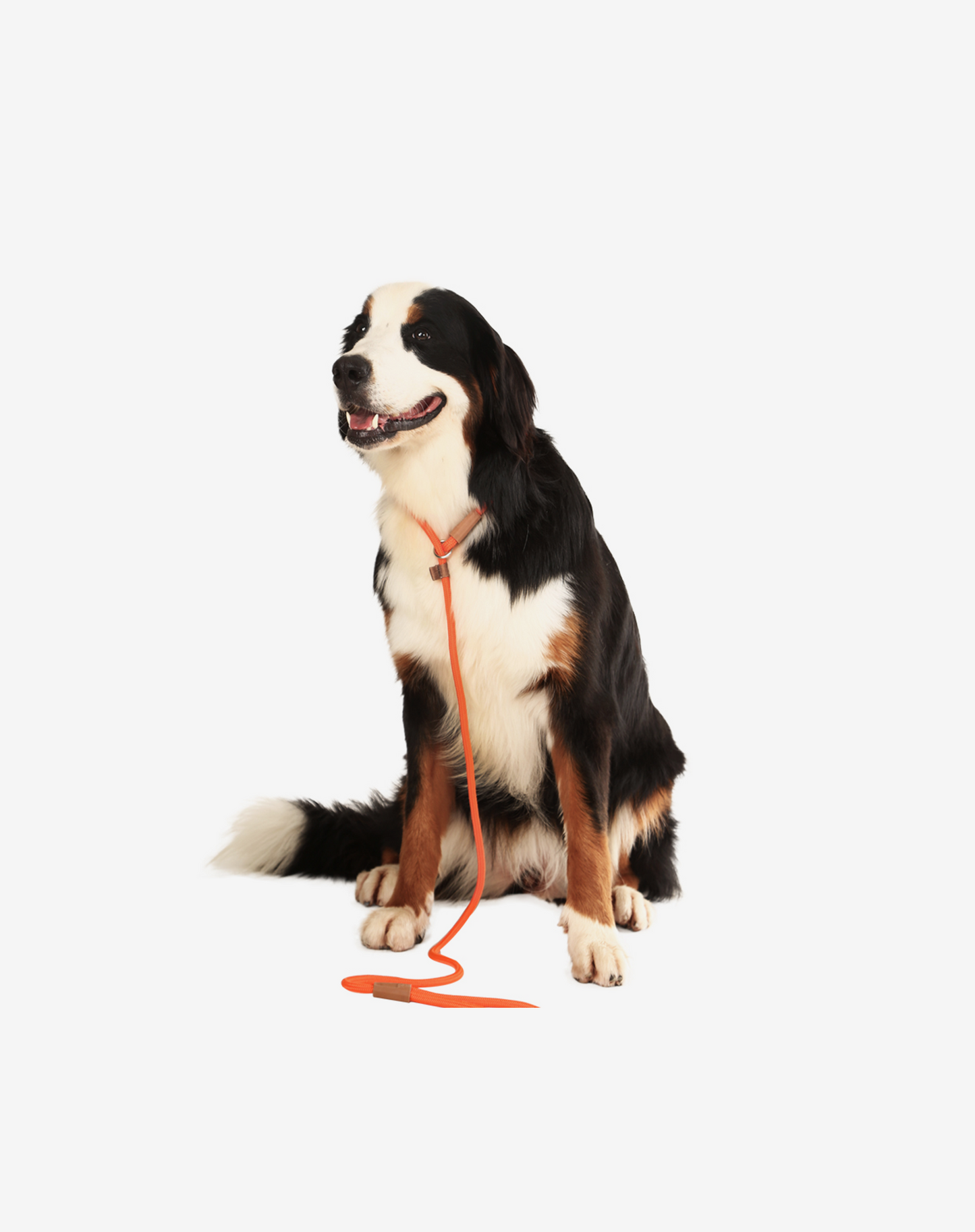 Corda Deslizante Coleira para Cachorro Laranja