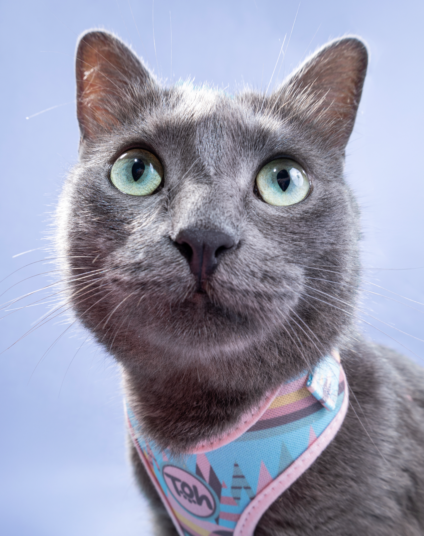 Cat H-Harness Comfort + Leash Set Atacama