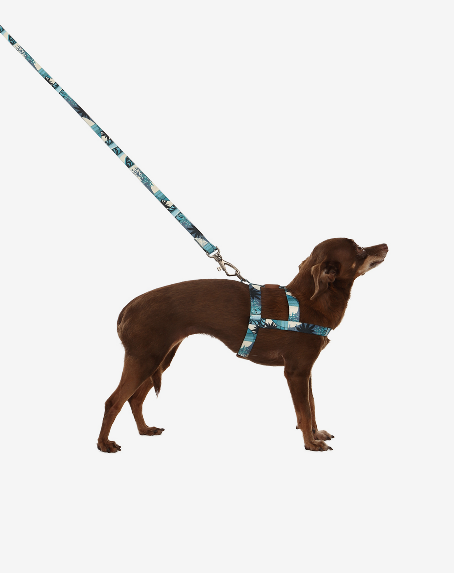 Coleira para Cachorro S Noronha