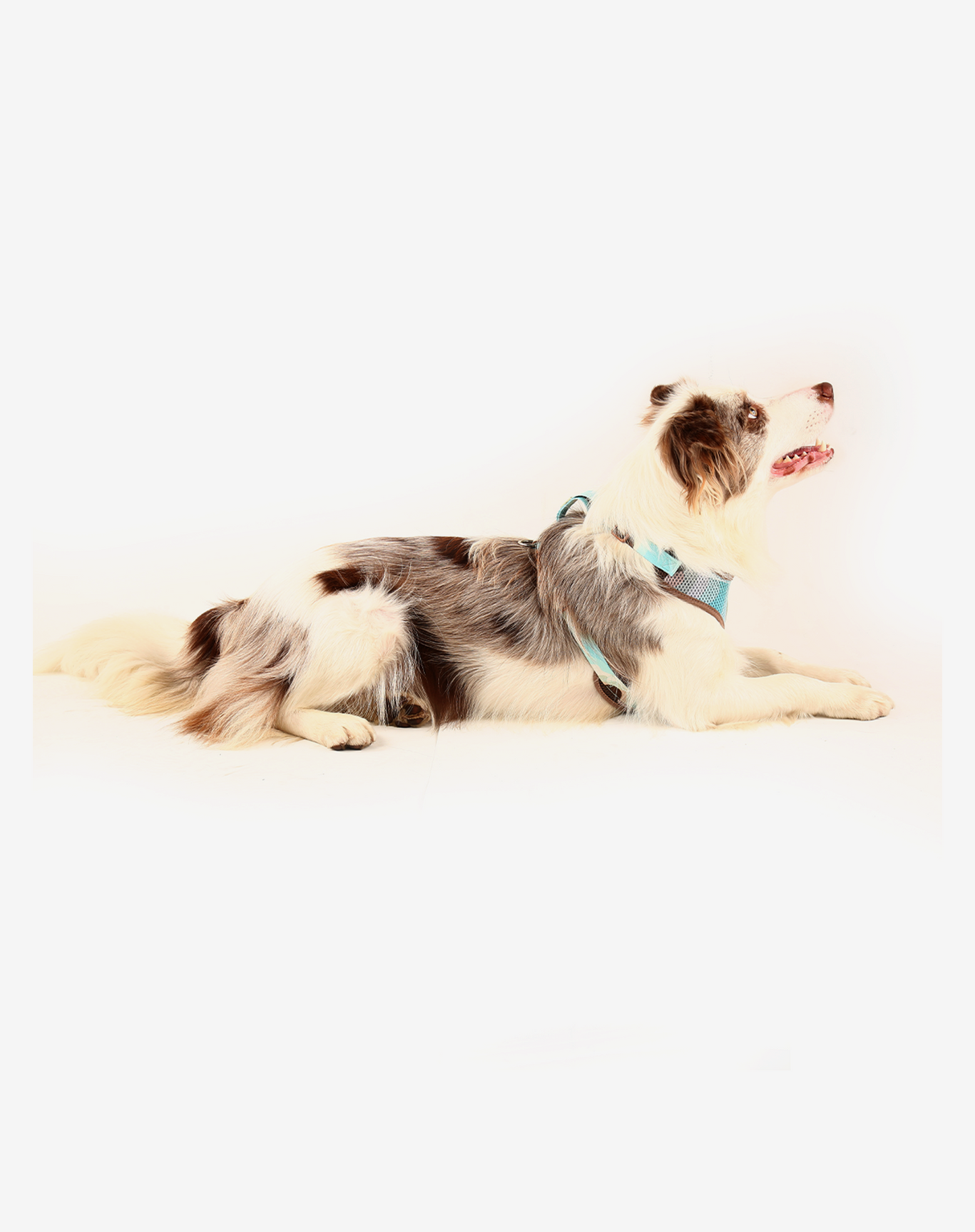 Arnês para cães H-Mesh Swell