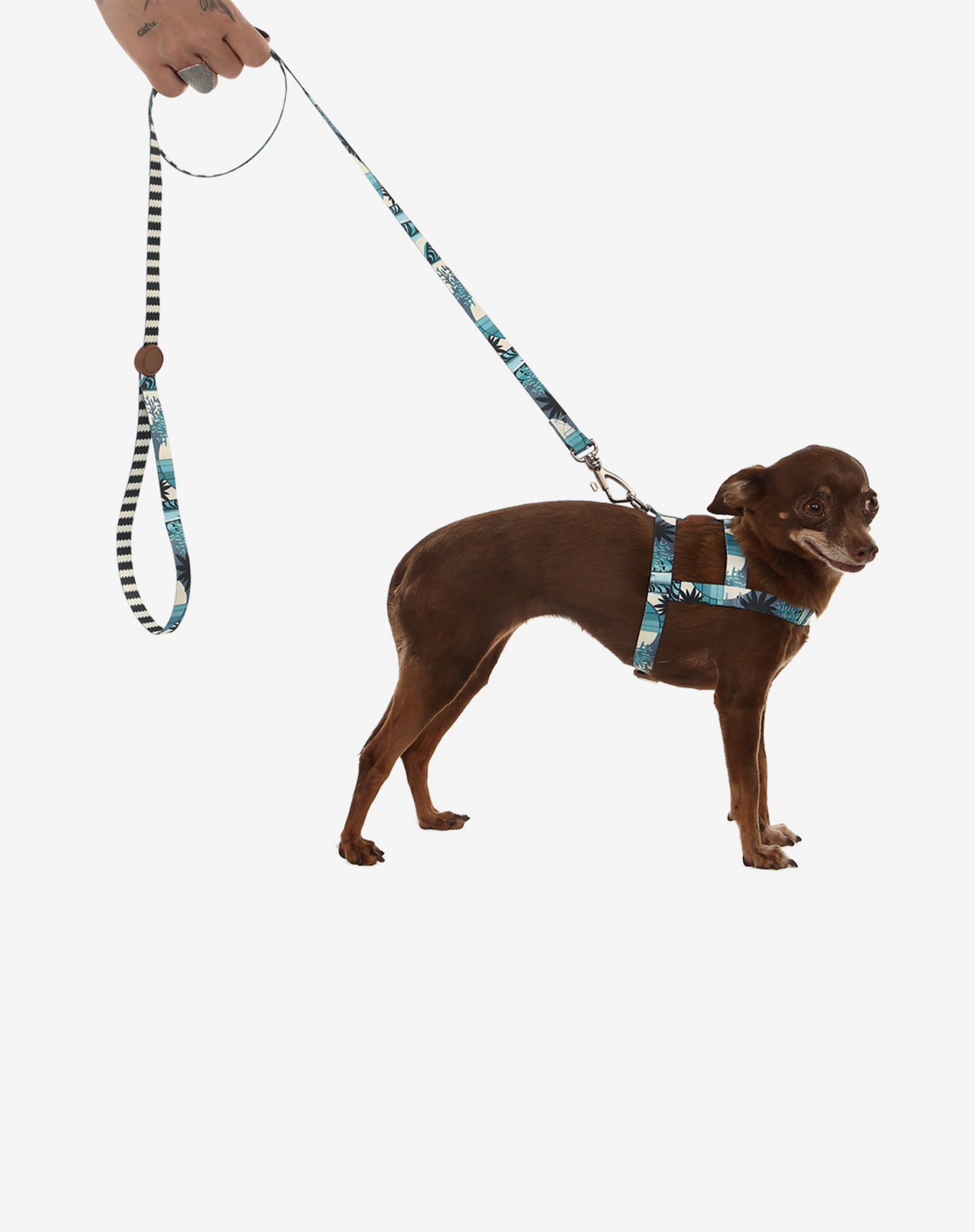 Coleira para Cachorro S Noronha