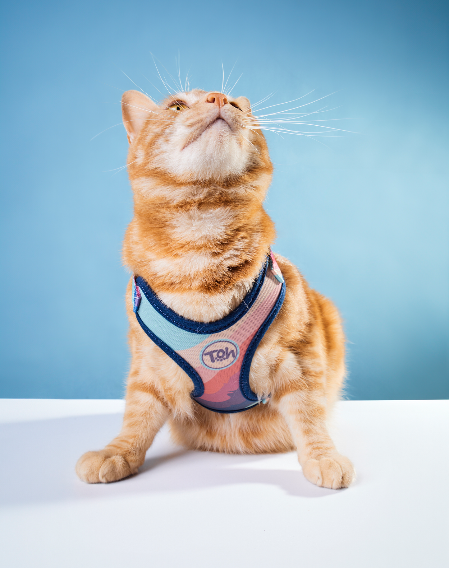 Cat H-Harness Comfort + Leash Set Alpaca