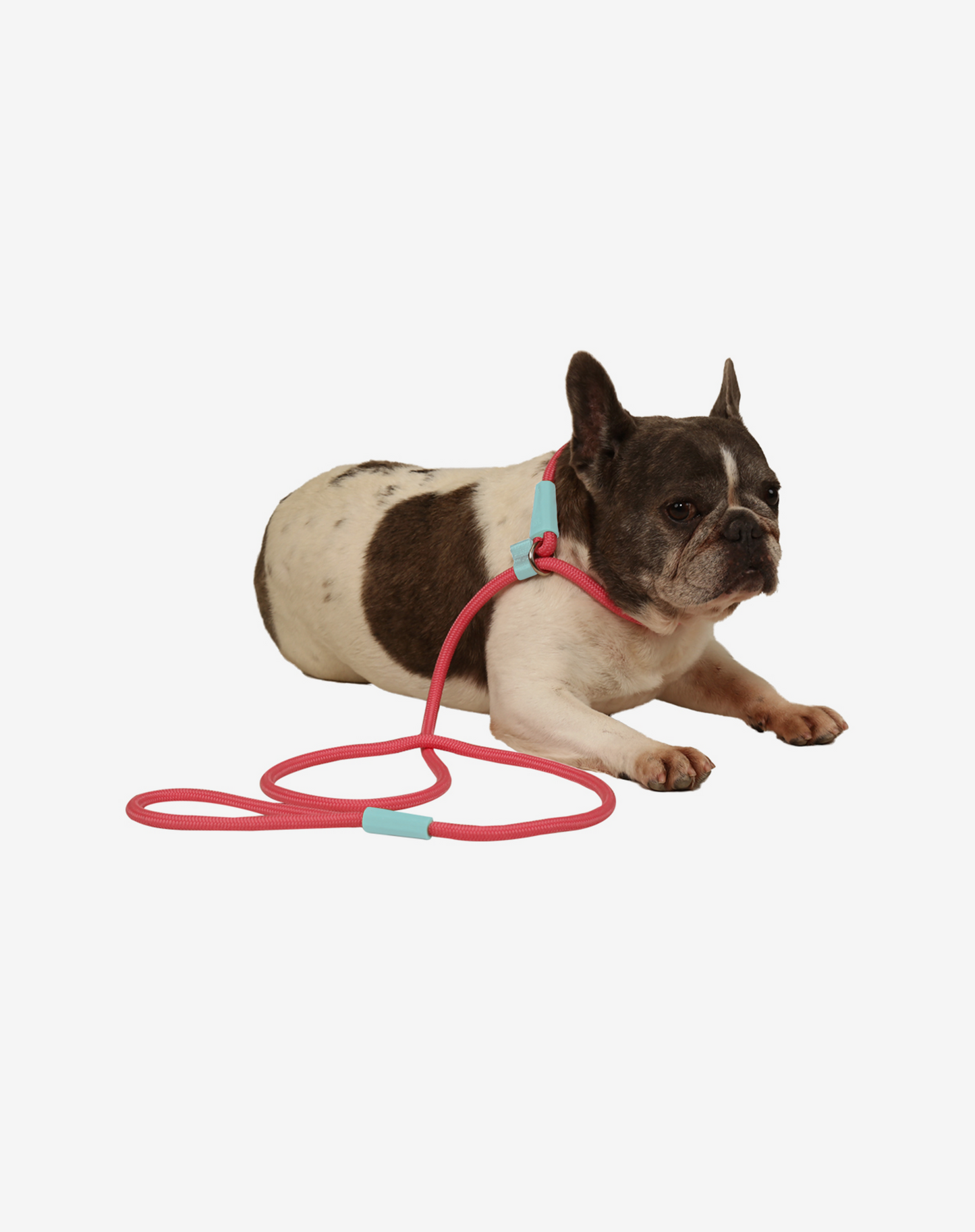Corda Deslizante Guia para Cachorro Fiji