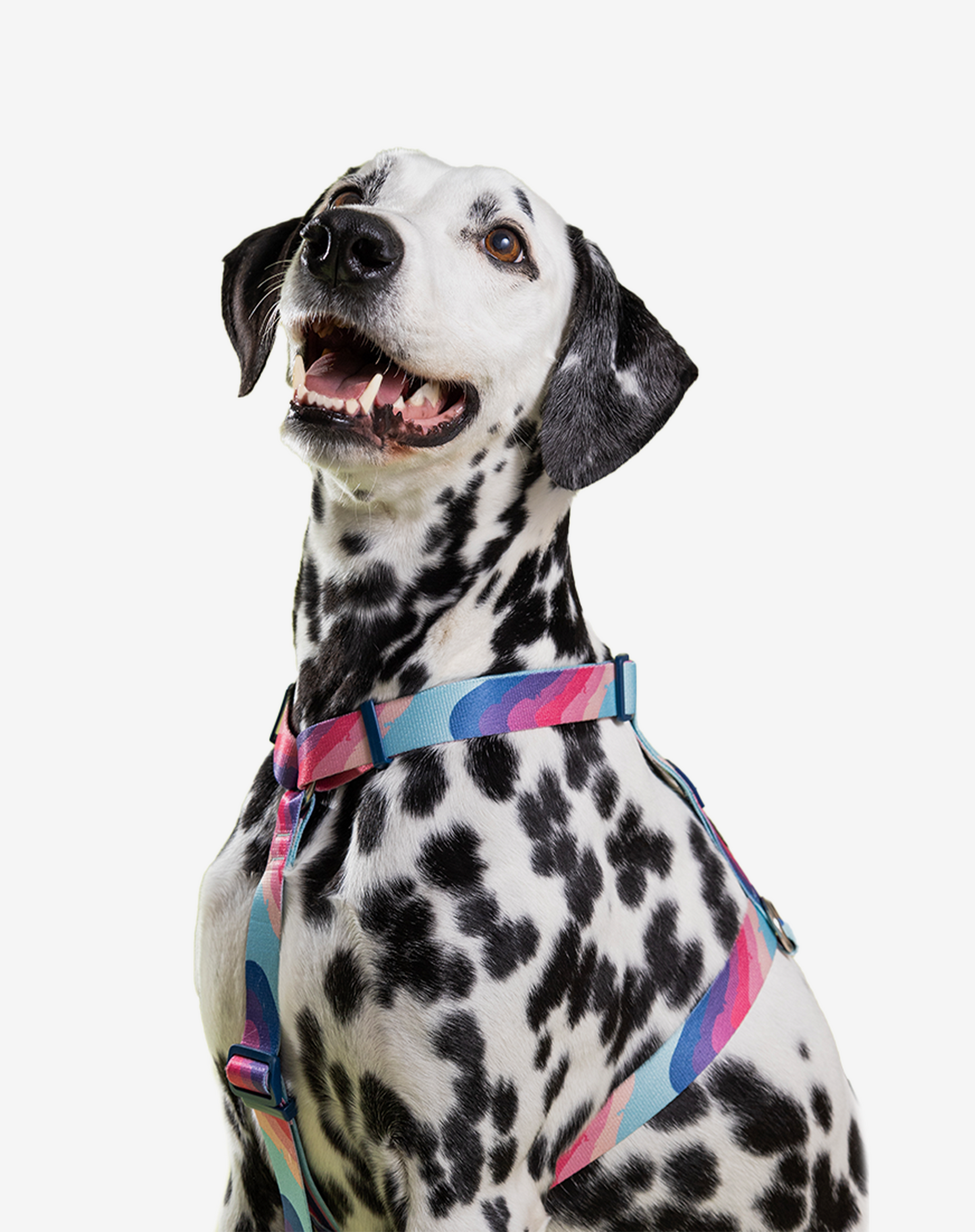 O conjunto H-Harness + Leash Alpaca