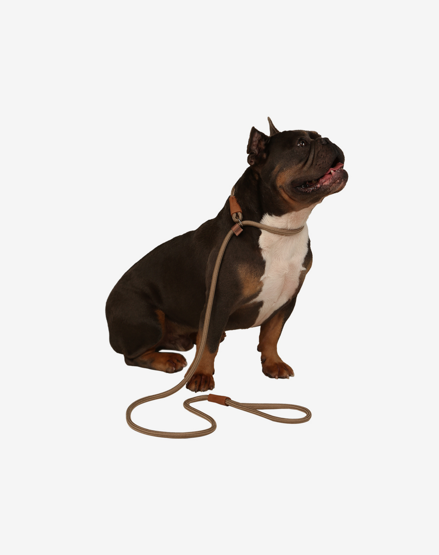 Corda Deslizante Guia para Cachorro Cáqui