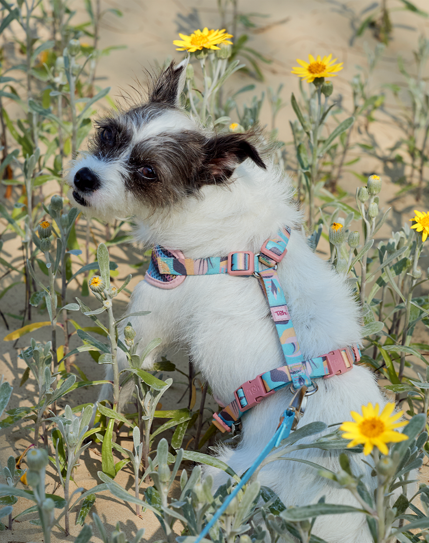 H-Mesh Arnês para cães Atacama