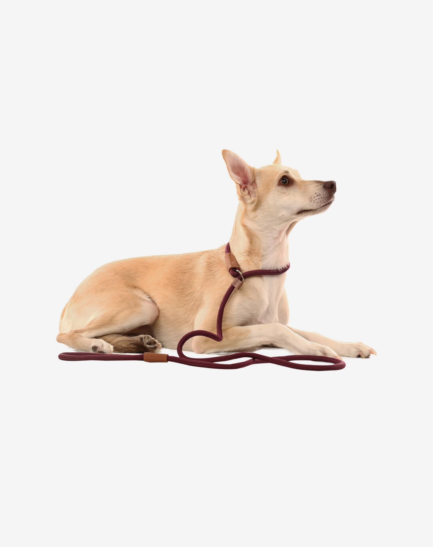 Corda Slip Dog Lead Borgonha