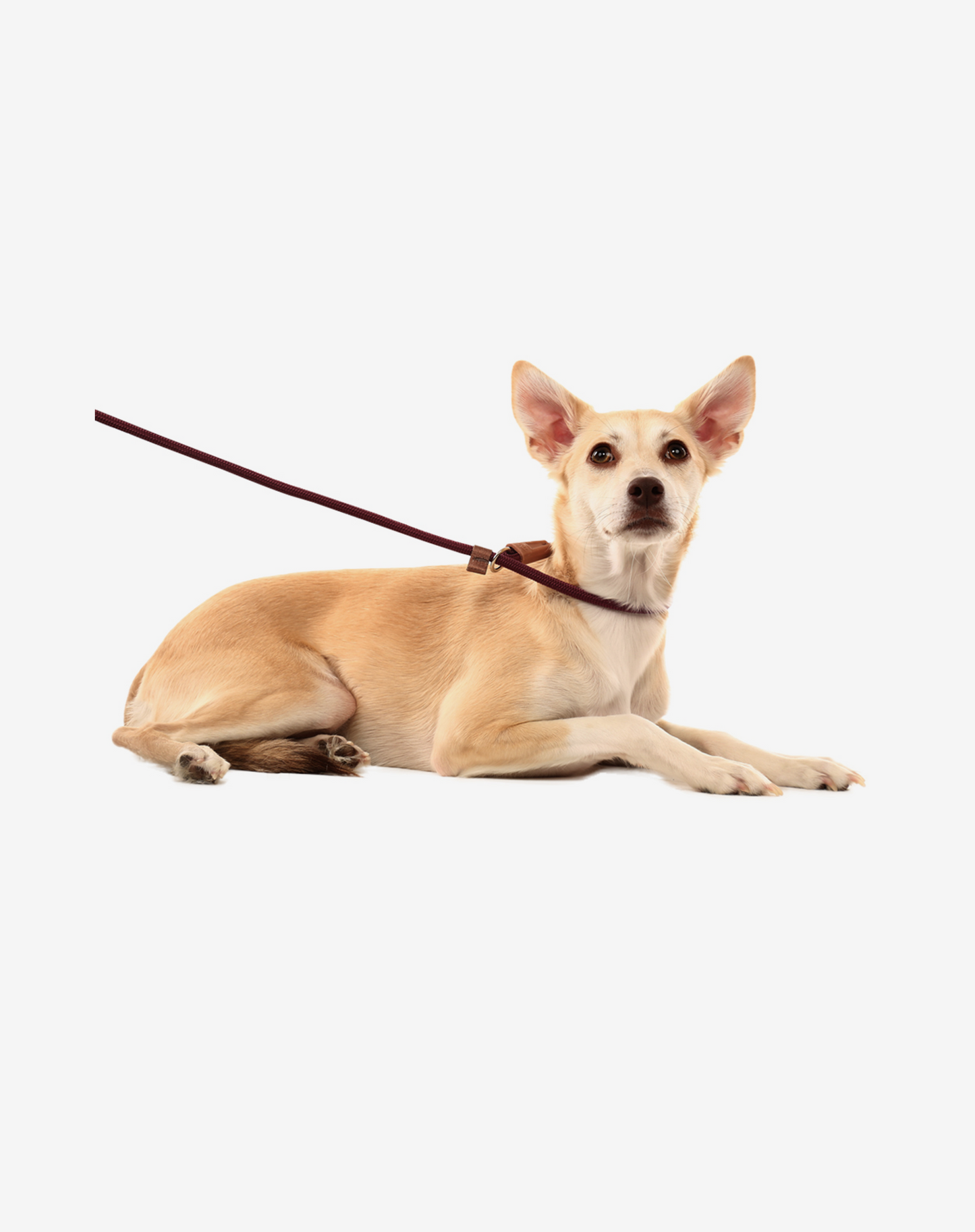 Corda Slip Dog Lead Borgonha