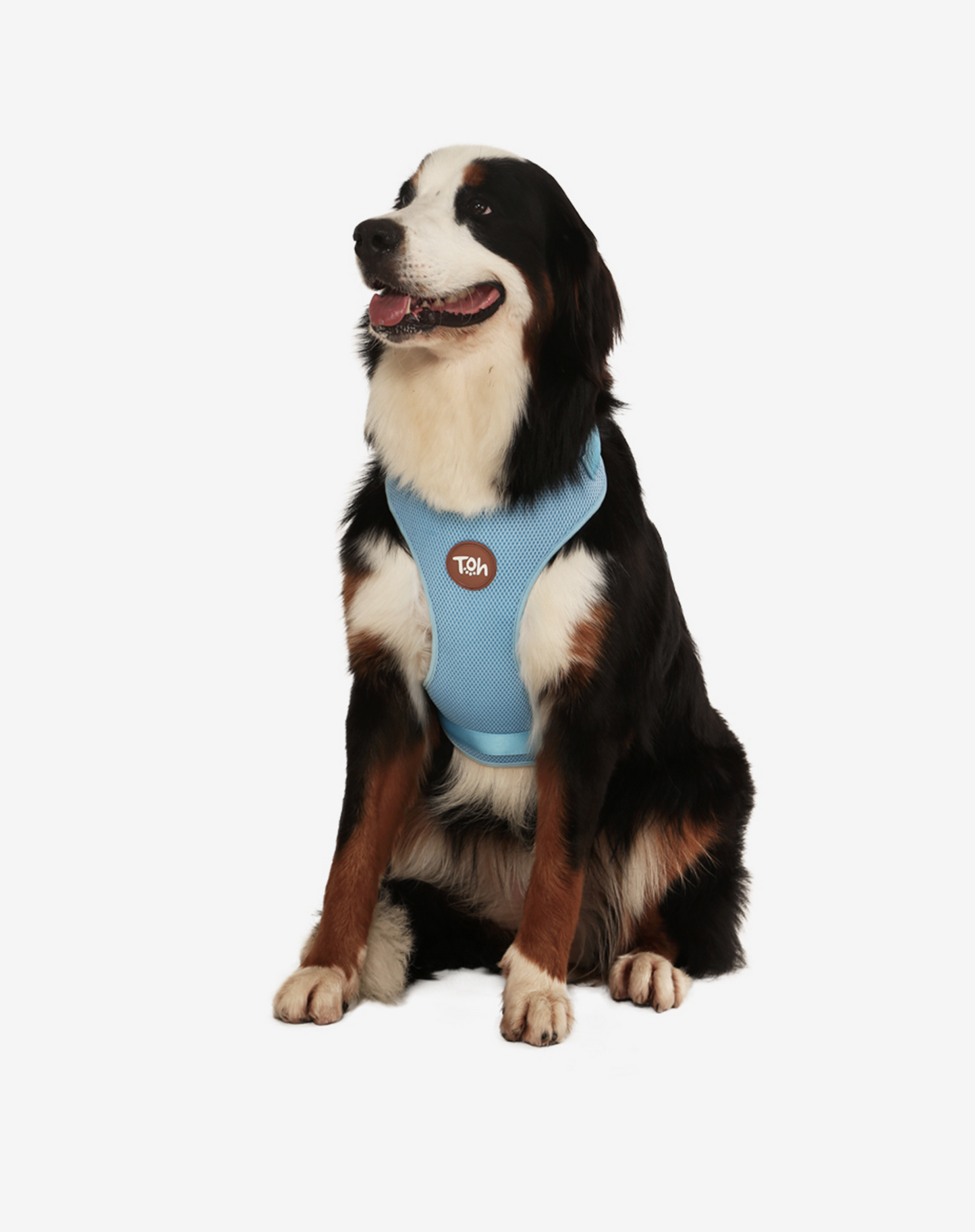 H-Mesh Arnês para cães azul