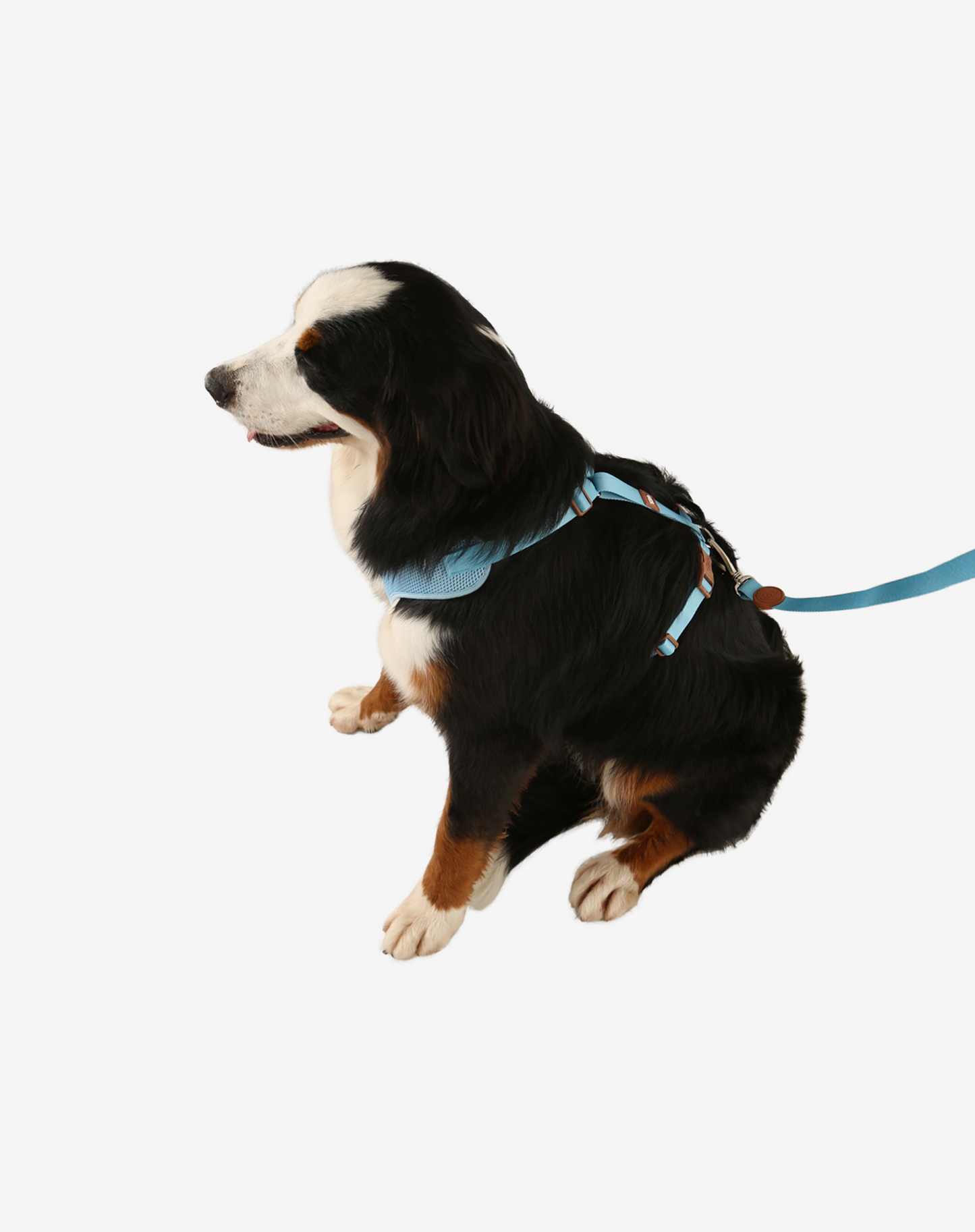 H-Mesh Arnês para cães azul