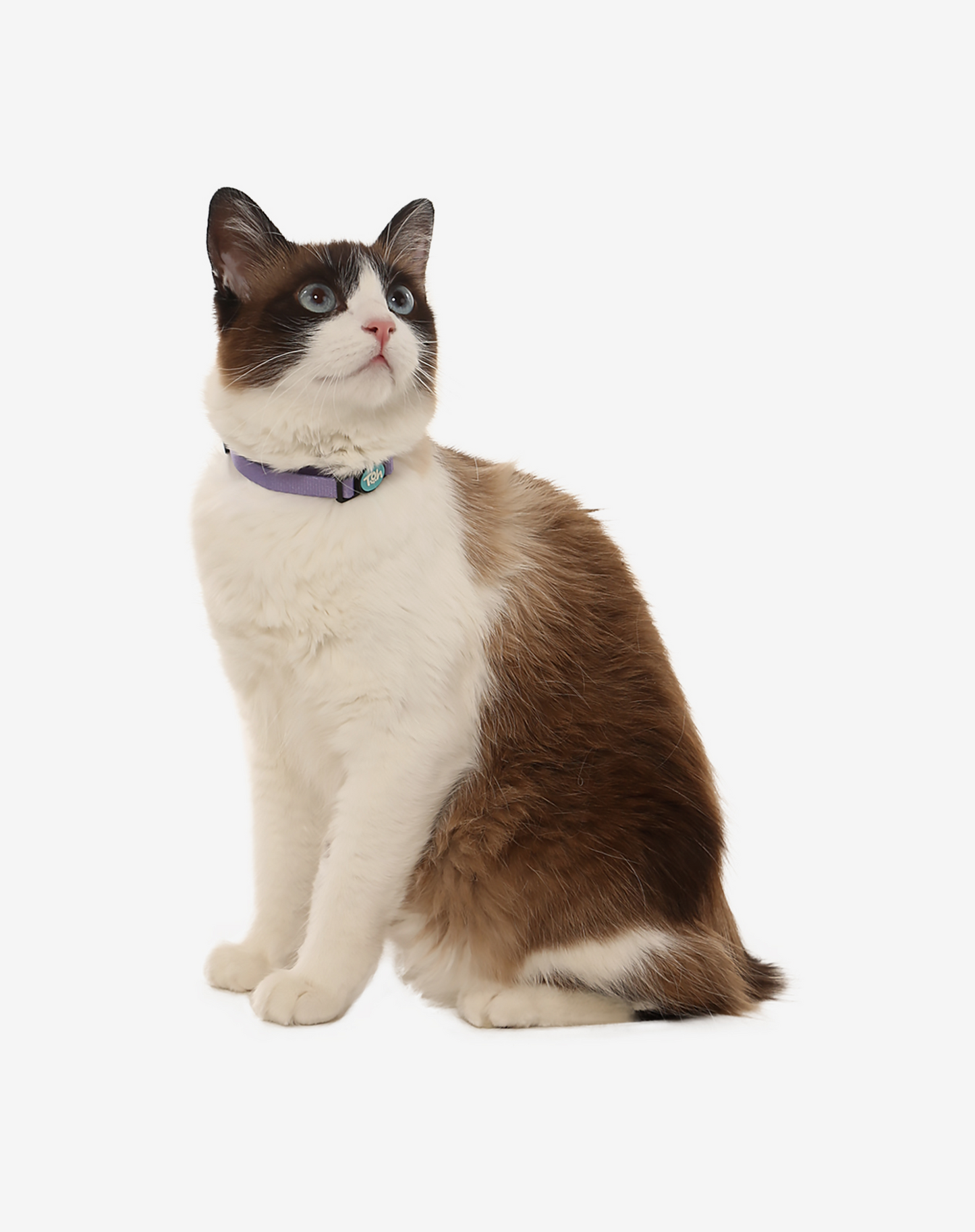 Coleira de gato lilás