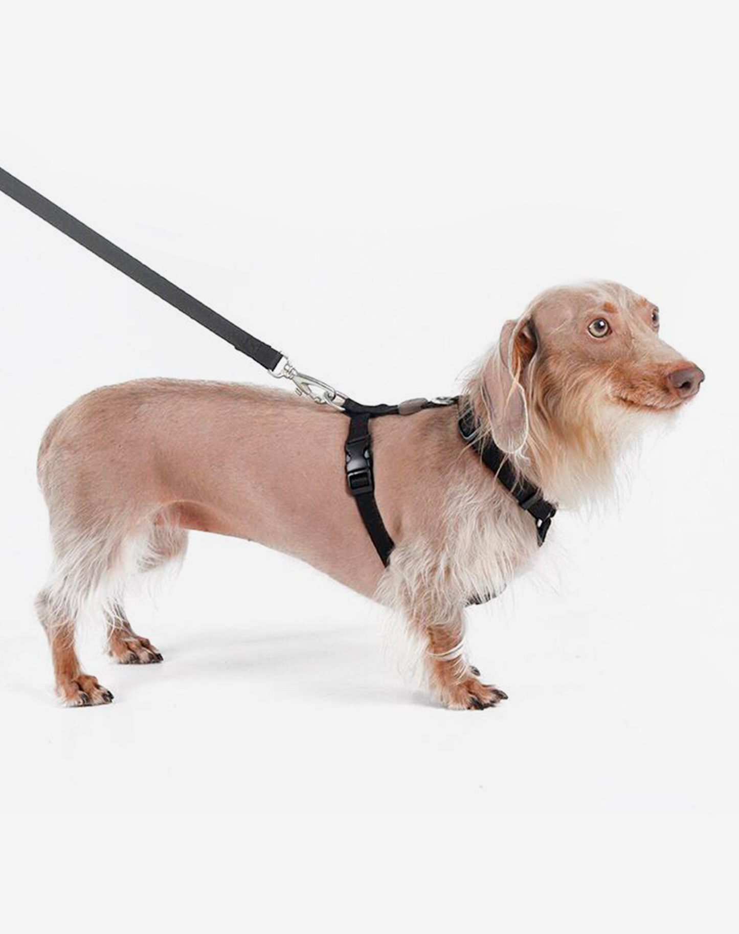 O conjunto H-Harness + Leash preto