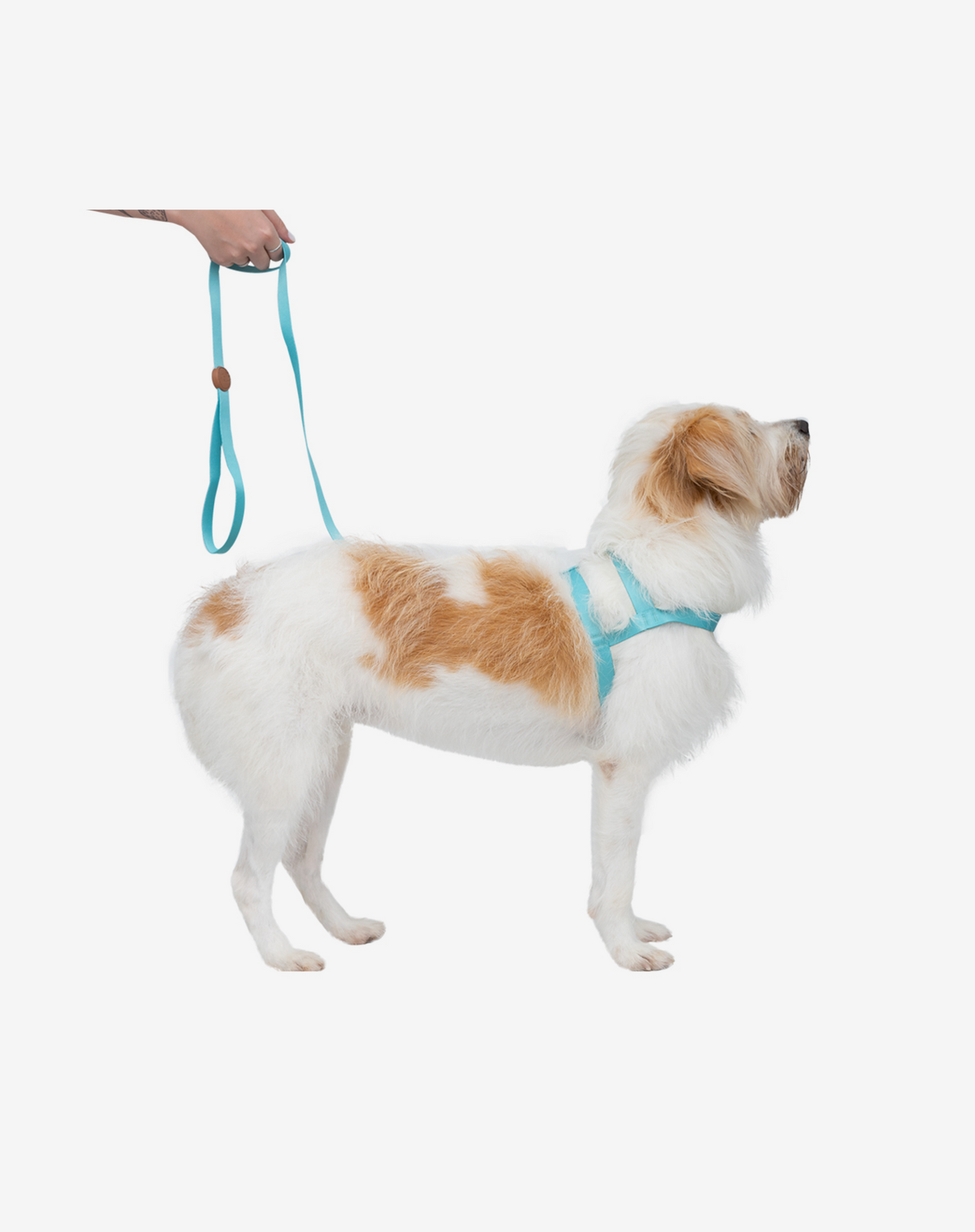 Basic Harness + Leash Set Maresia