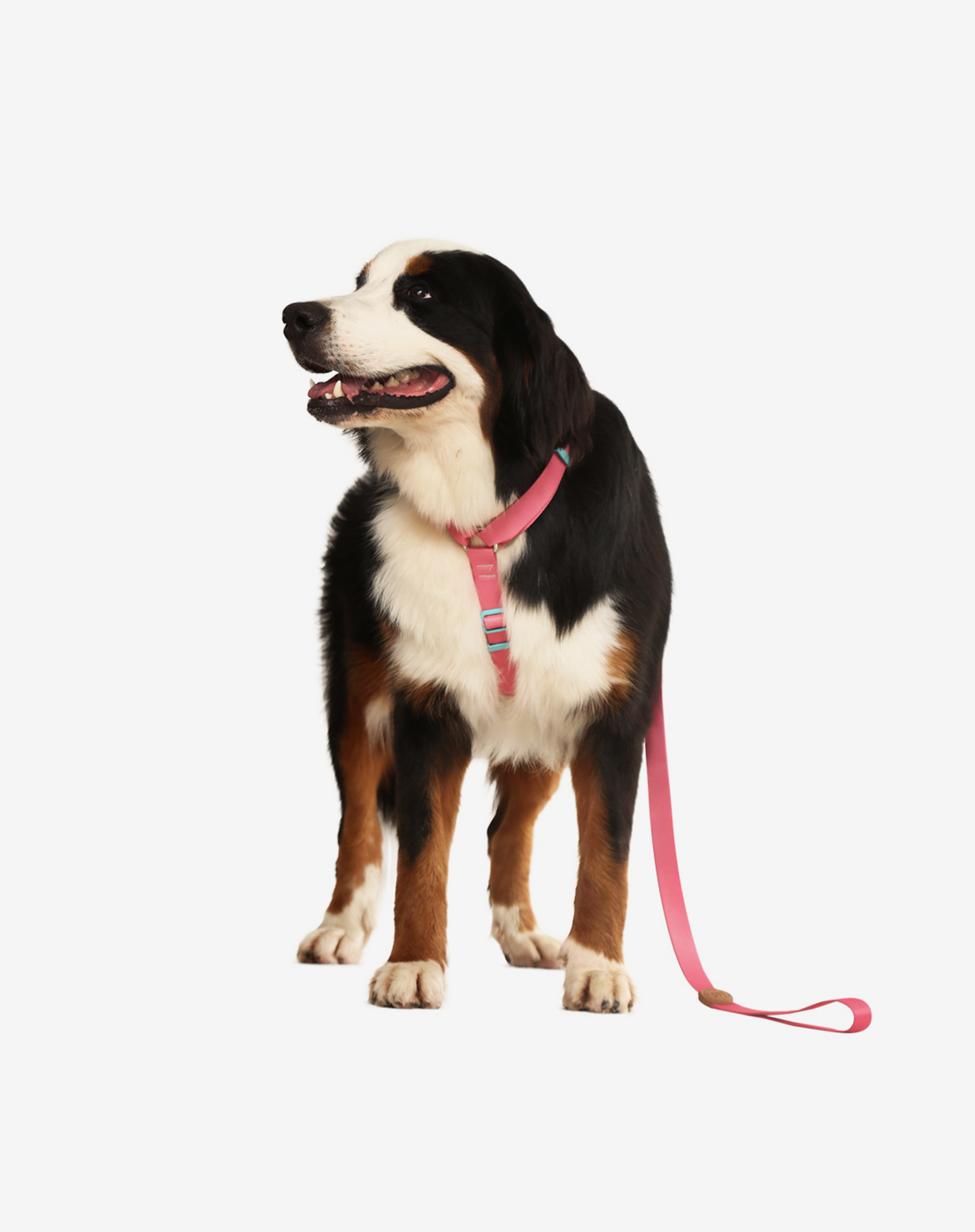 O conjunto H-Harness + Leash Fiji