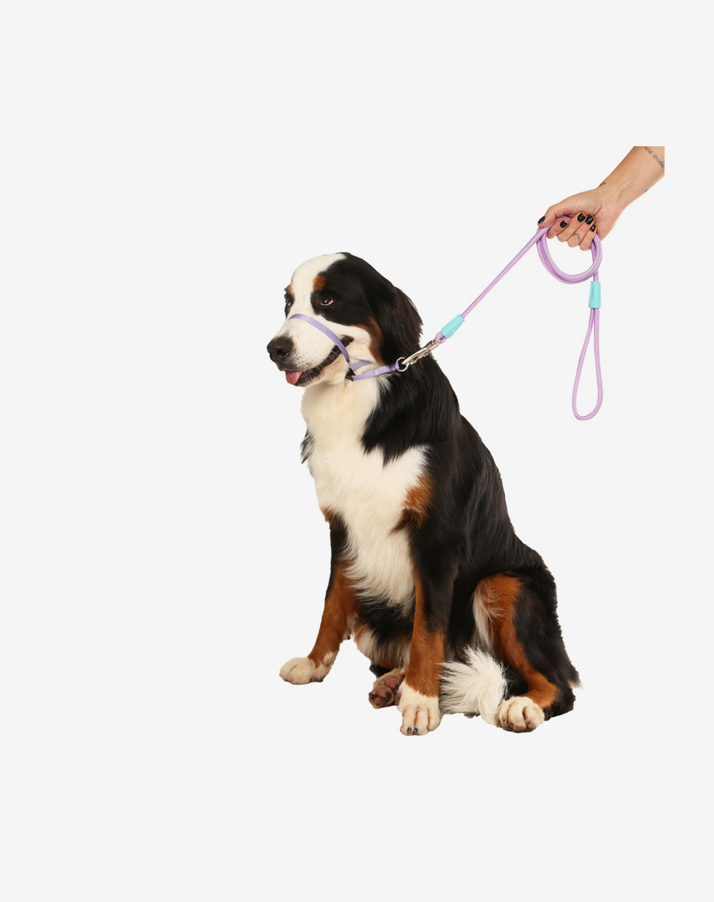 1,20m Corda Coleira de Cachorro Lilás