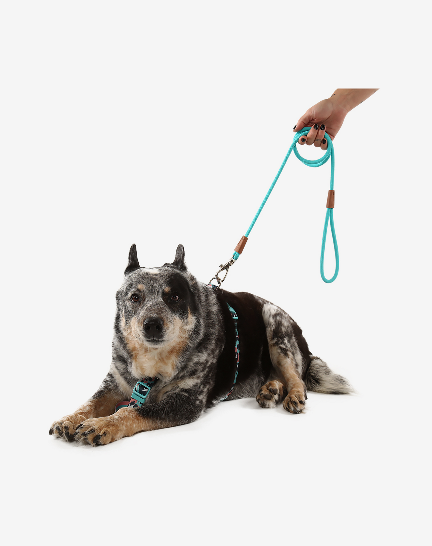 1,20m Corda Coleira de Cachorro Turquesa