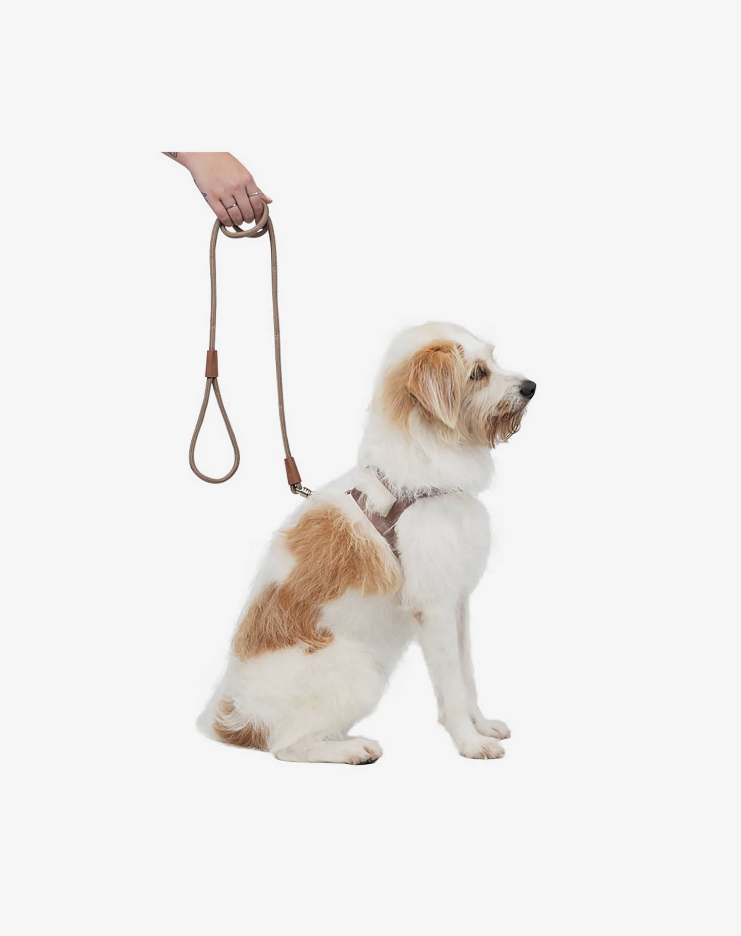 1,20 m Corda Coleira de Cachorro Cáqui