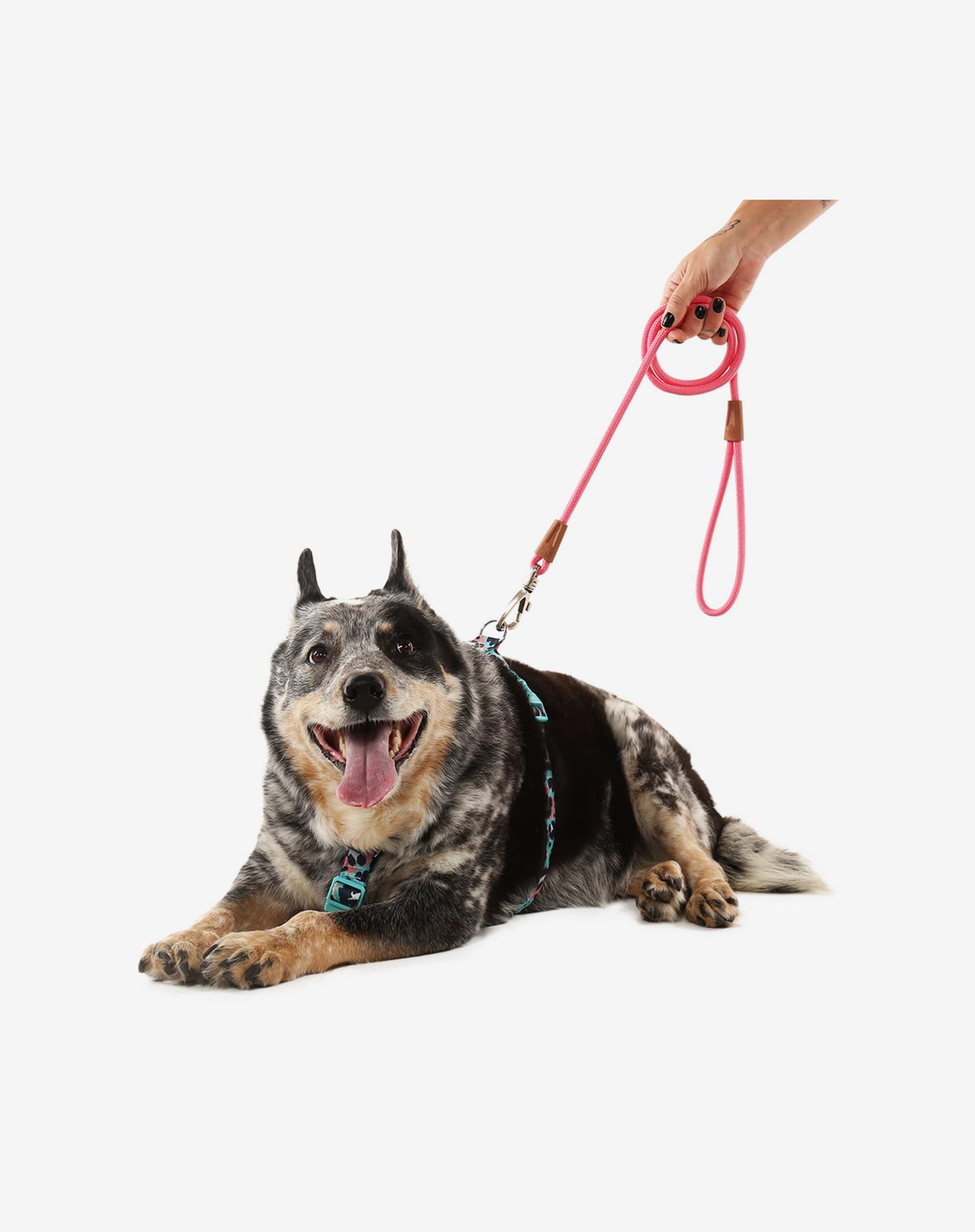 1,20 m Corda Coleira de Cachorro Fiji