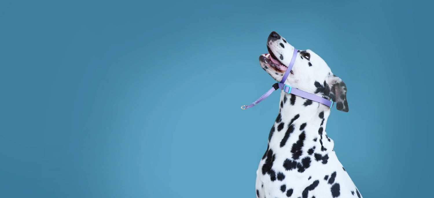 Dog Headcollar