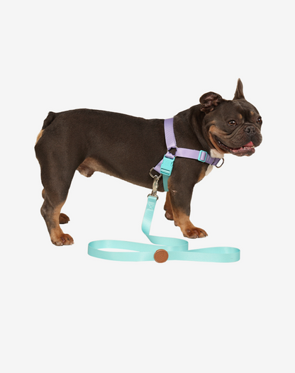 Coleira para Cachorro S Maresia