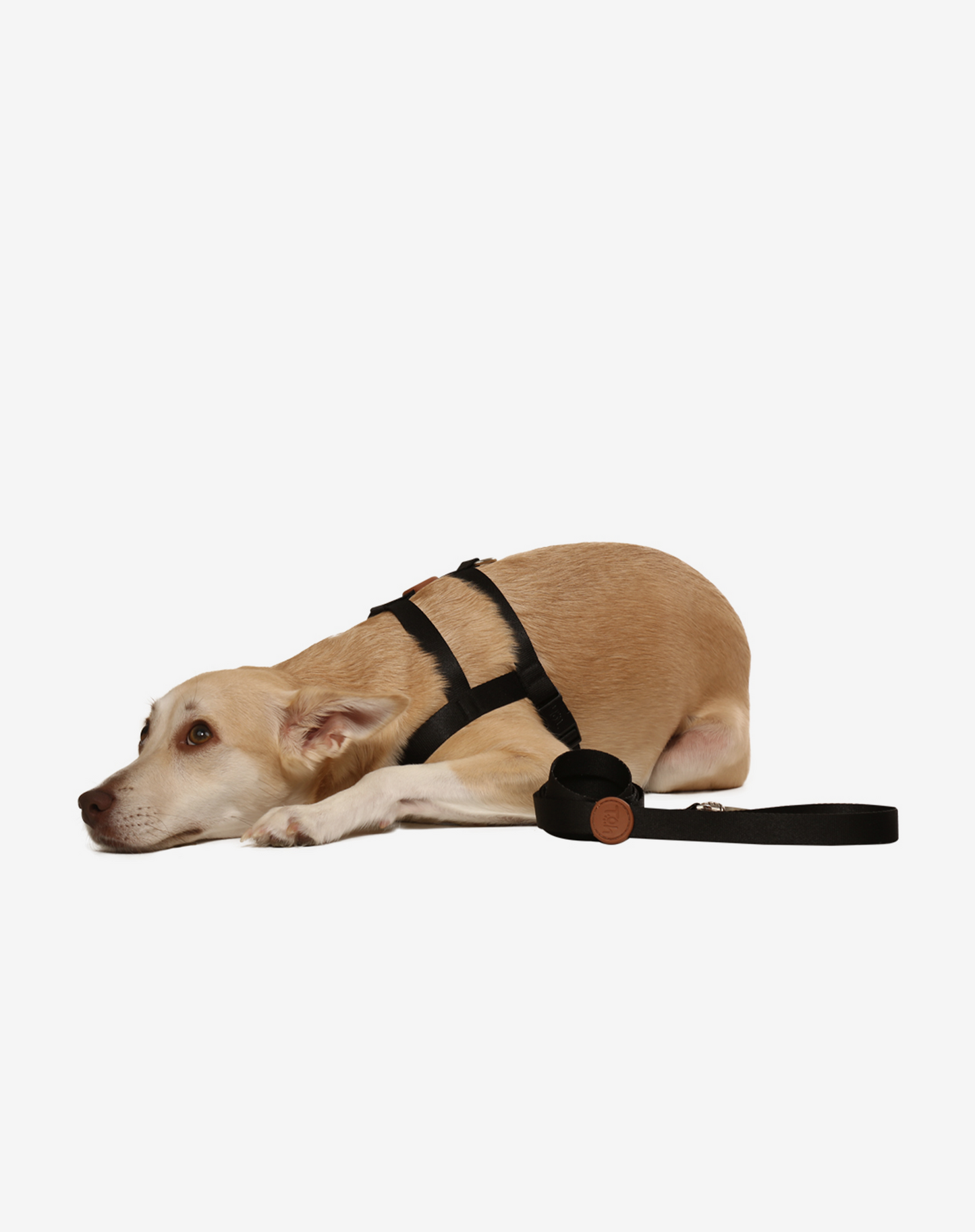 Basic Harness + Leash Set Black