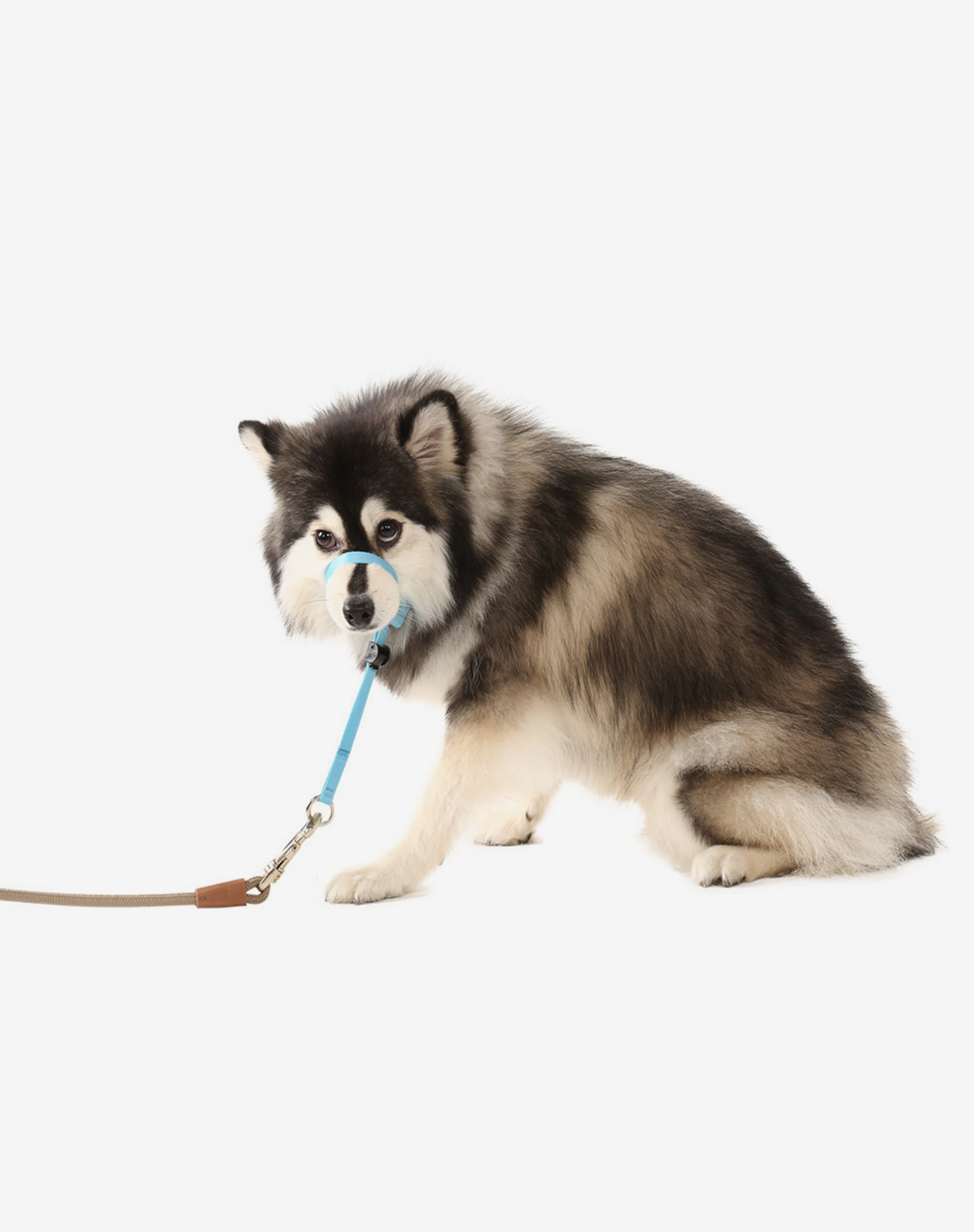 Coleira de cachorro azul