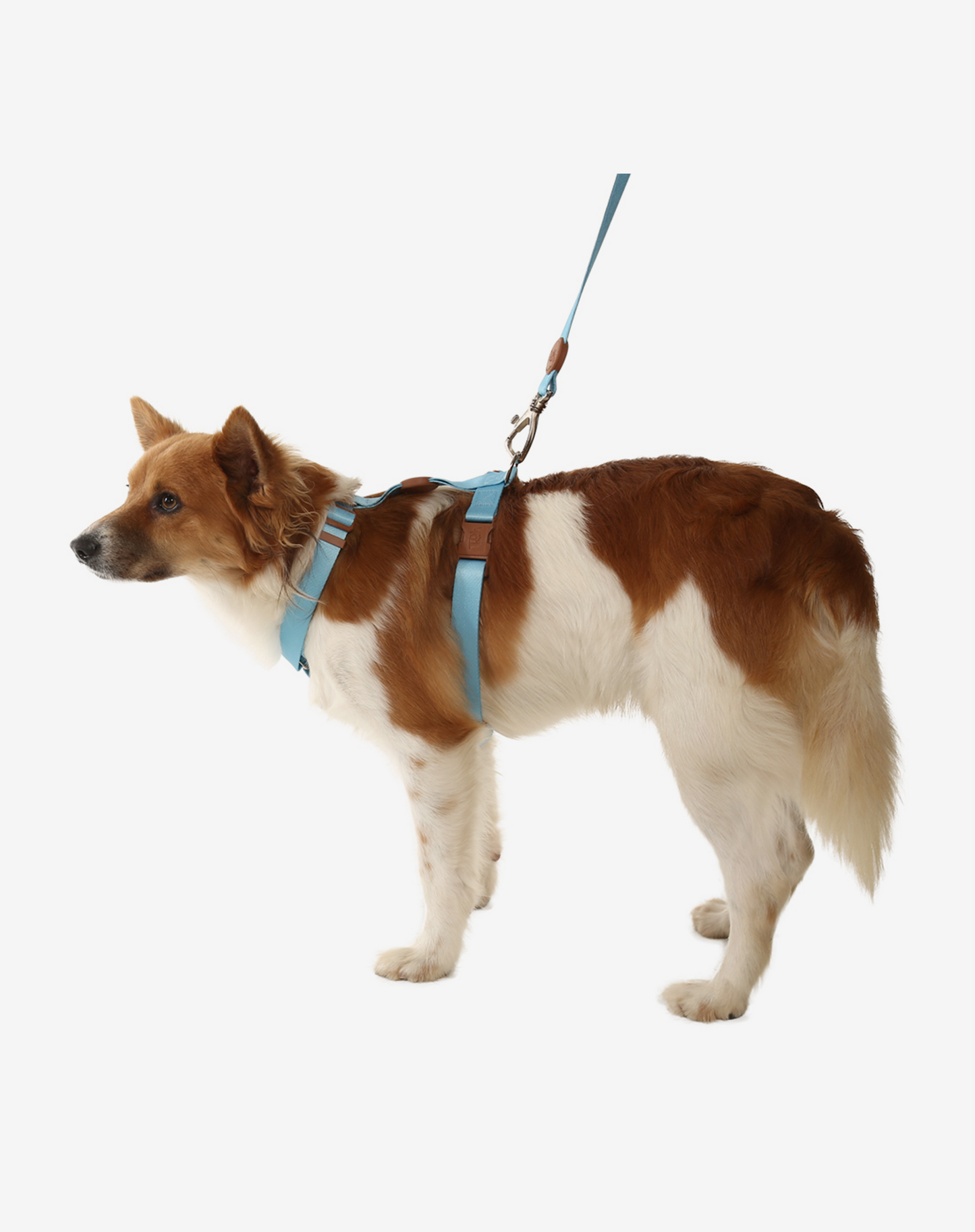 O conjunto H-Harness + Leash azul