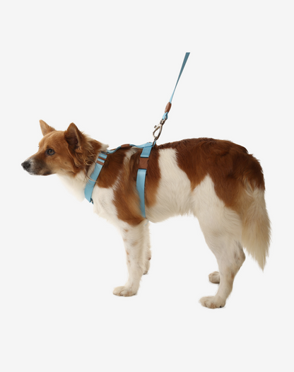 O conjunto H-Harness + Leash azul