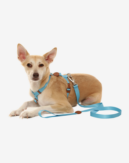 O conjunto H-Harness + Leash azul