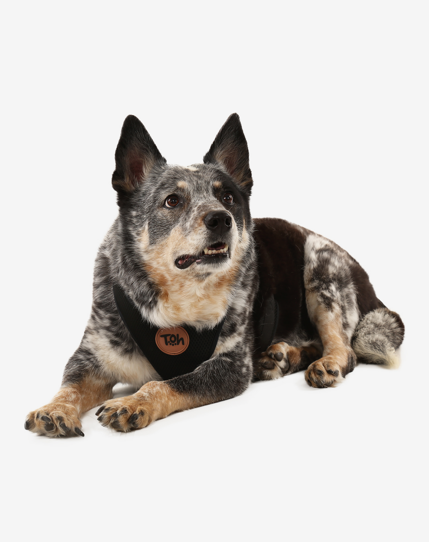 H Mesh Dog Harness + Leash Black
