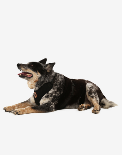 H Mesh Dog Harness + Leash Black