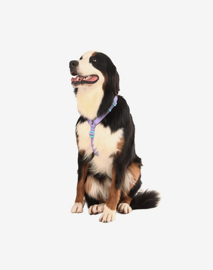 O conjunto H-Harness + Leash Lilás